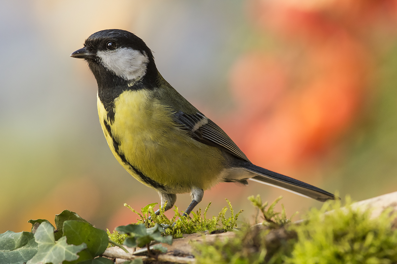 Alla luce della sera...