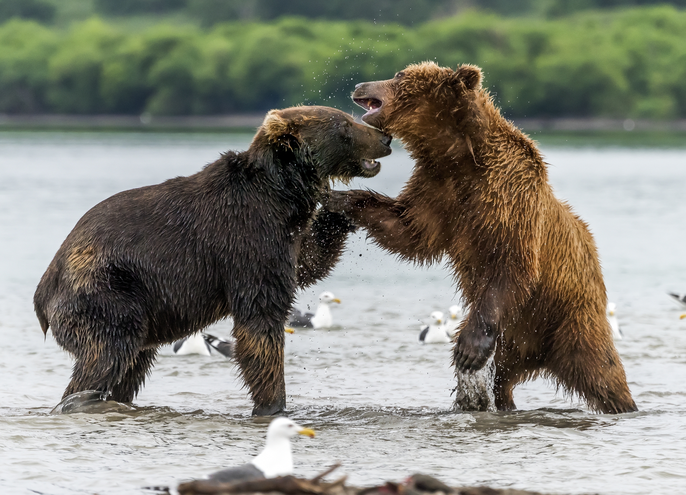 Kamchatka 2016 - Bisticci