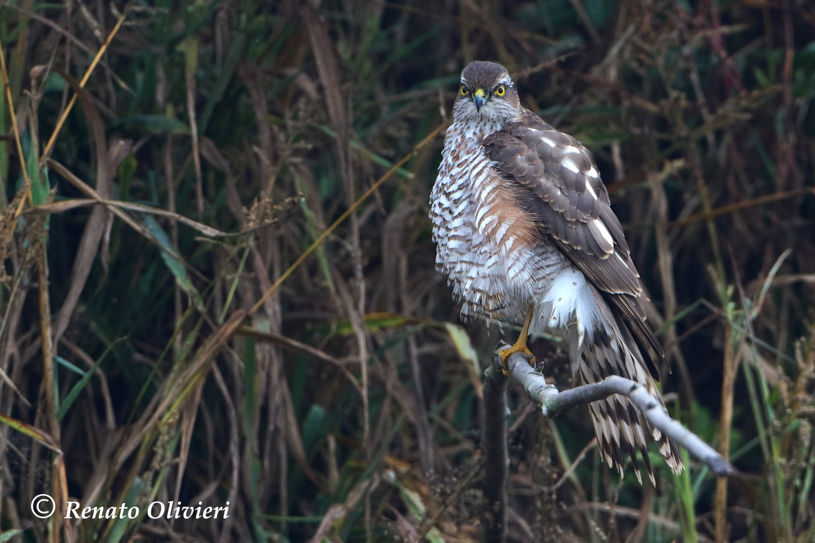 Sparviere (Accipiter nisus )