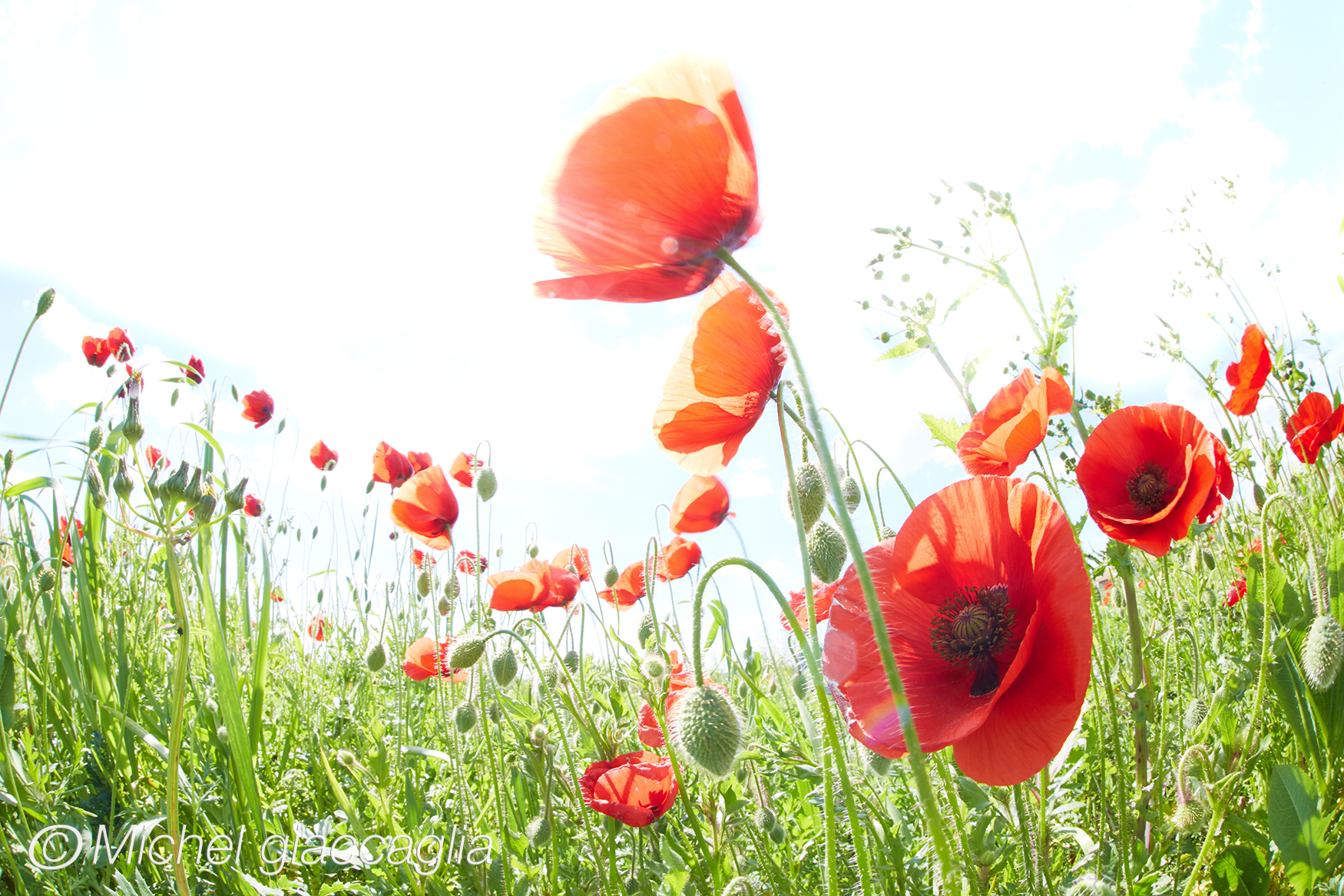 Blooming butterflies