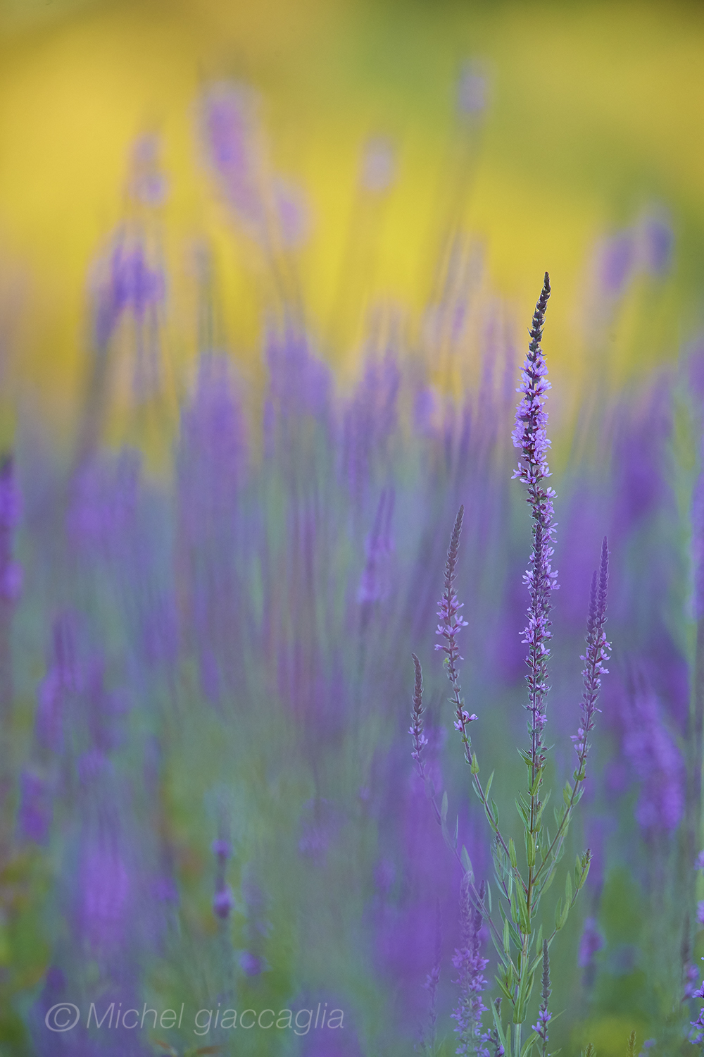 Impressions d 'in August