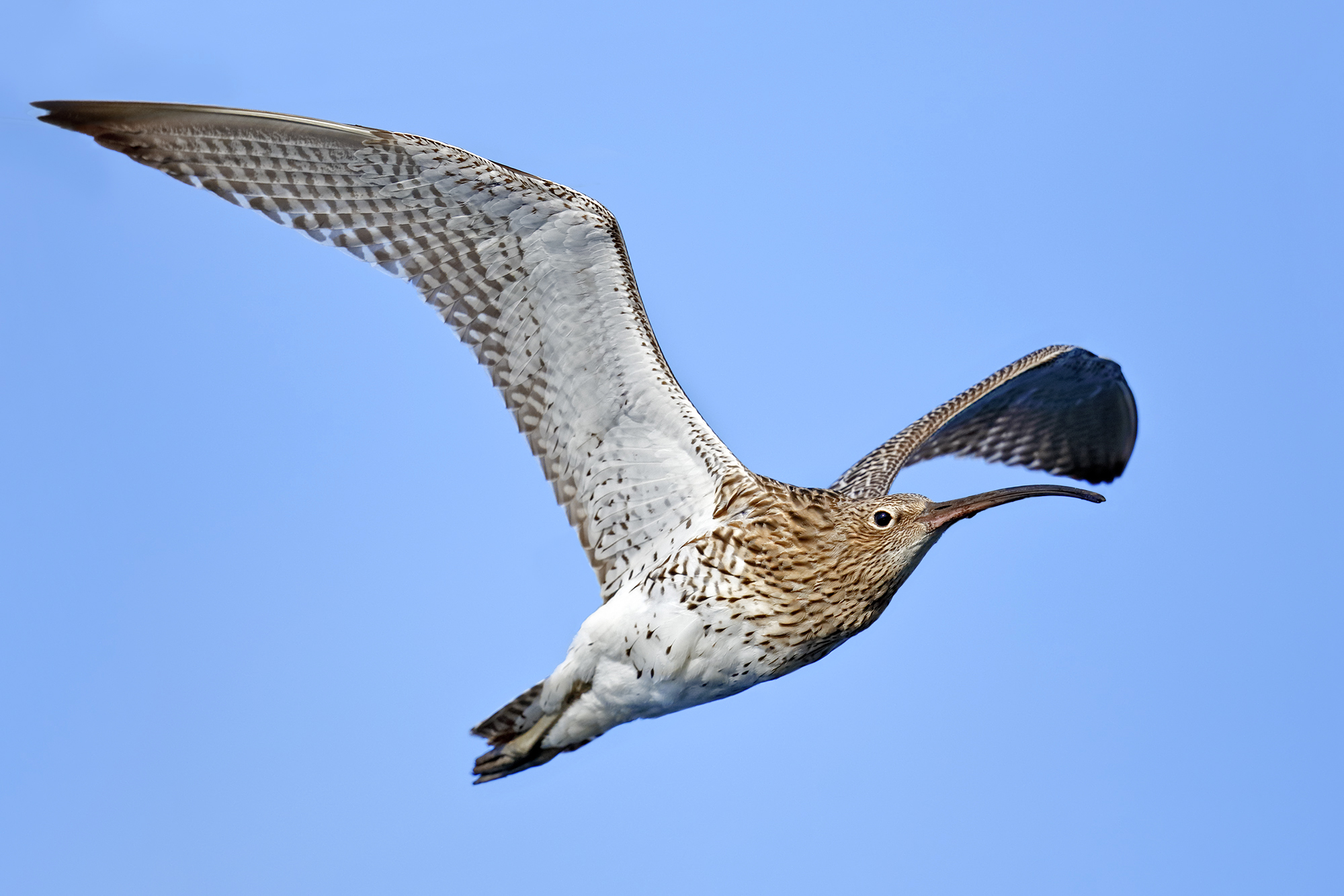 Young curlew flying