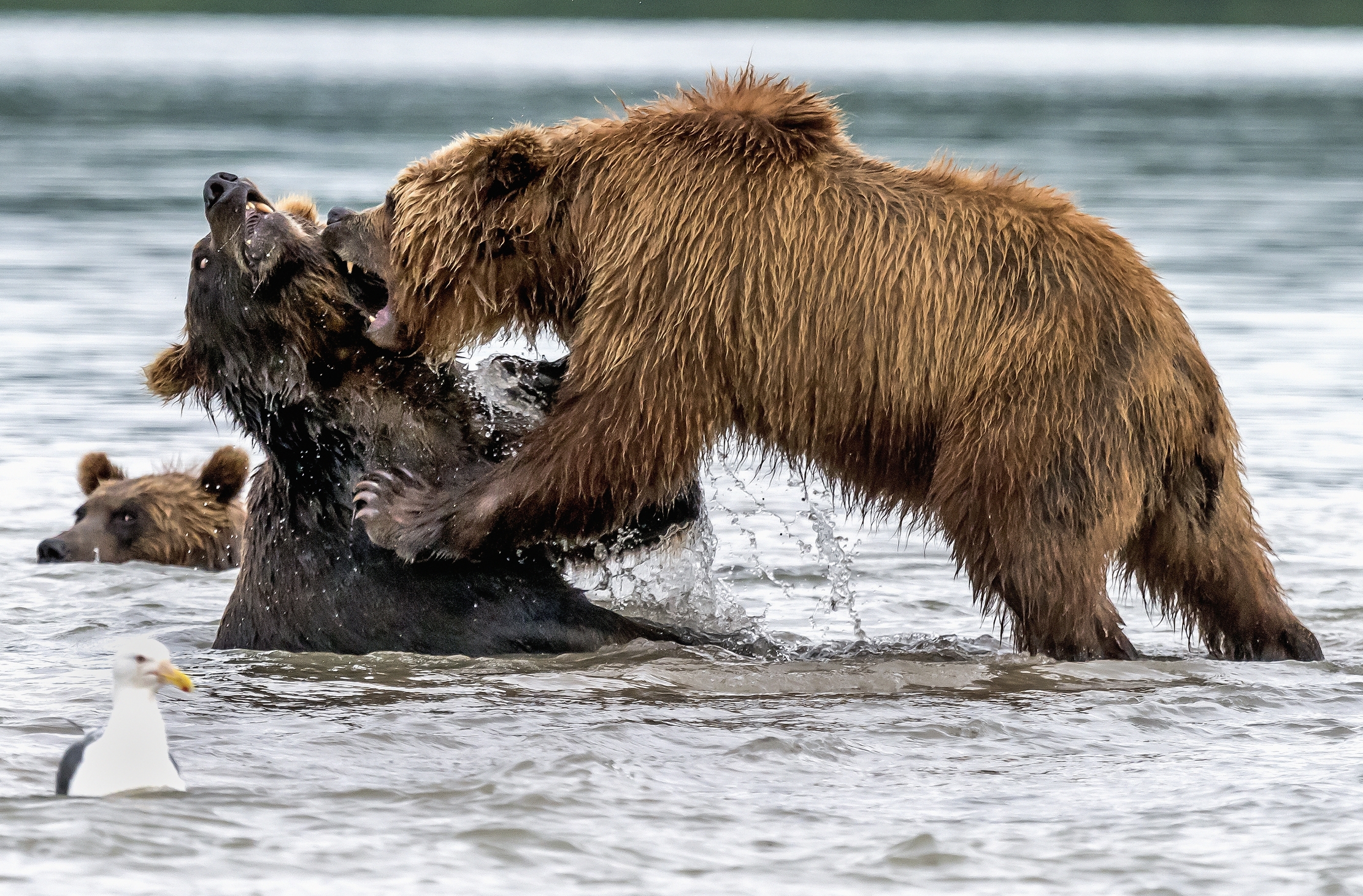 Kamchatka 2016 - Giochini