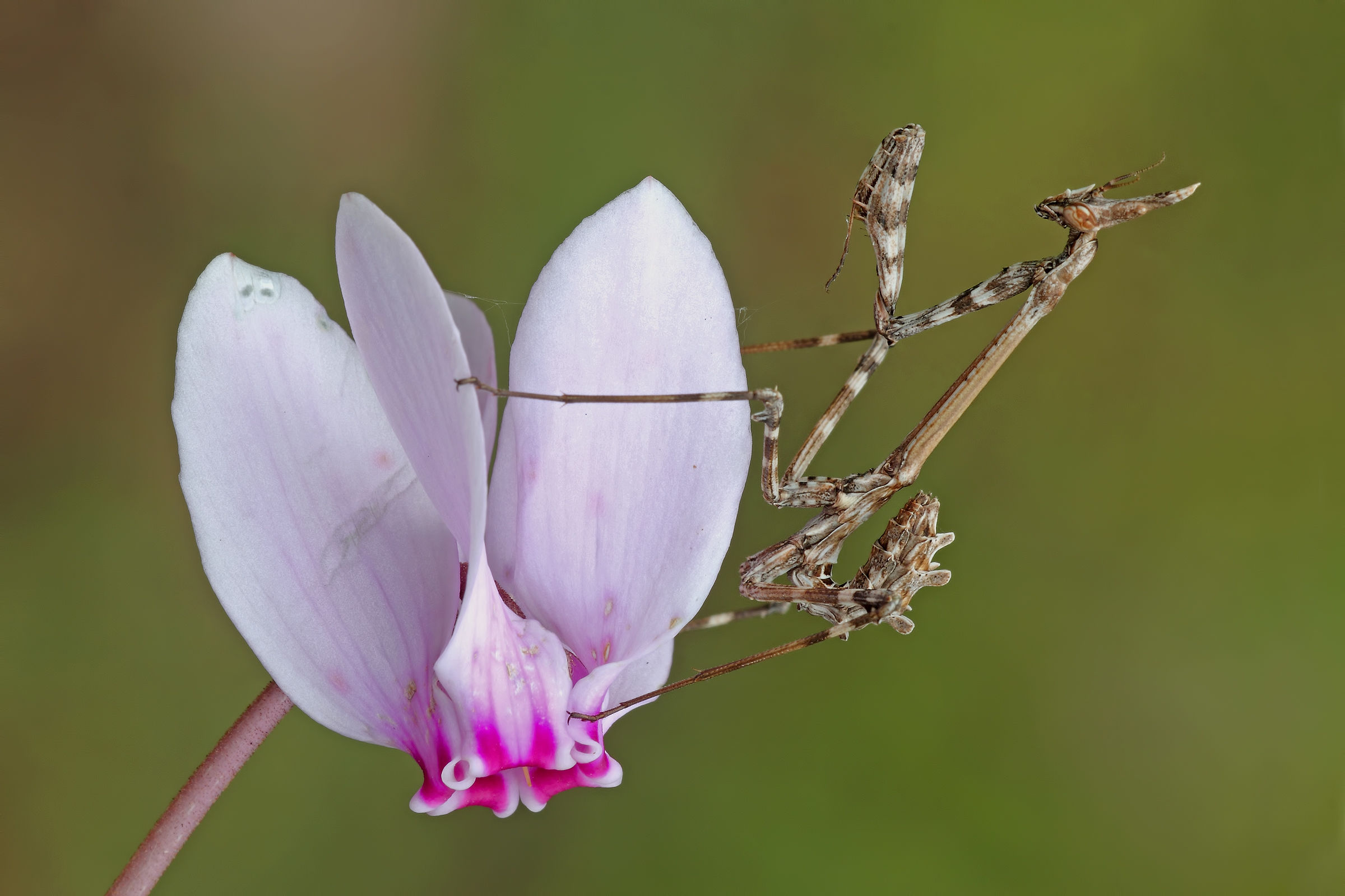Cyclamen hederifolium .... beautiful but poisonous for human...