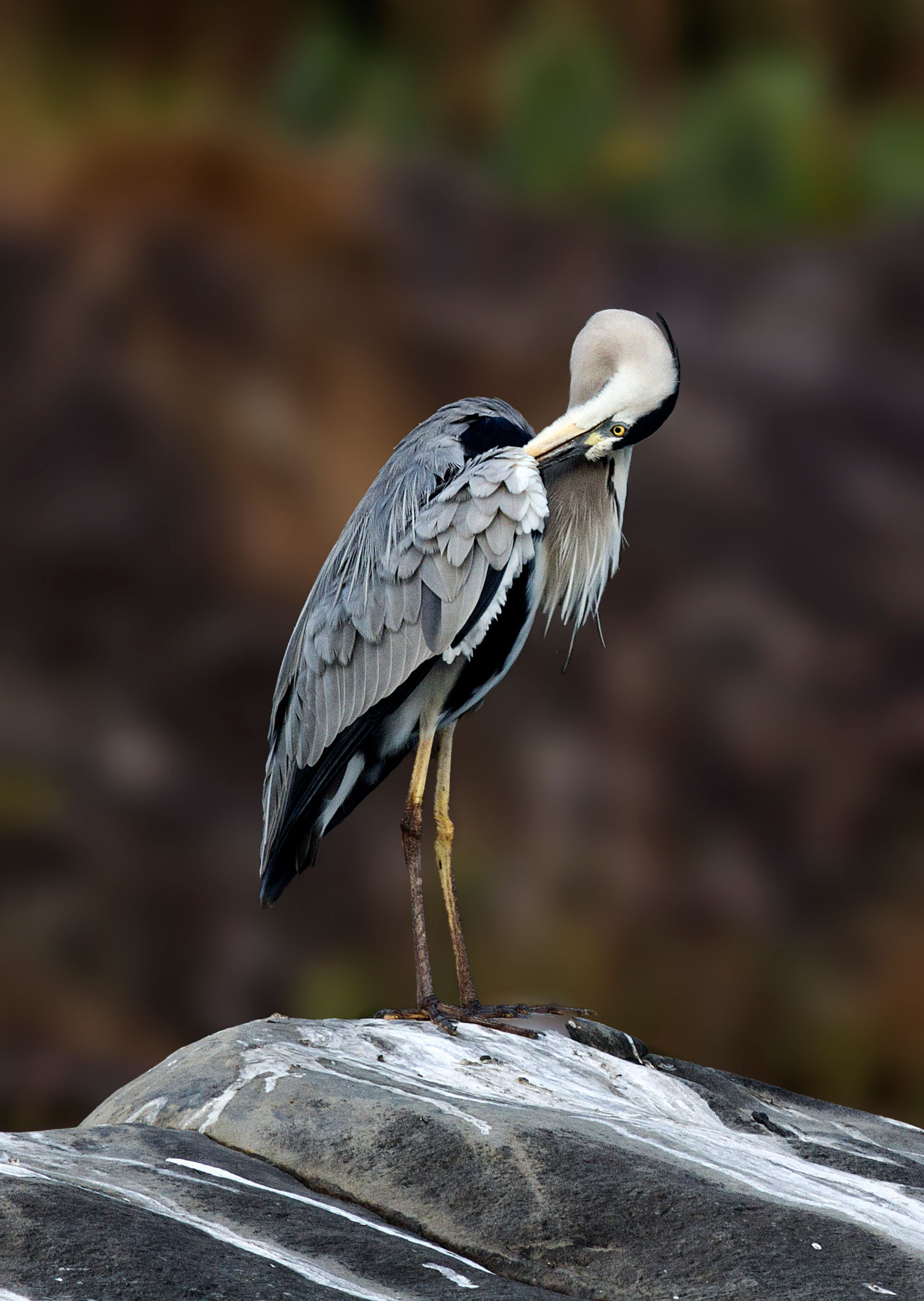 Grey Heron