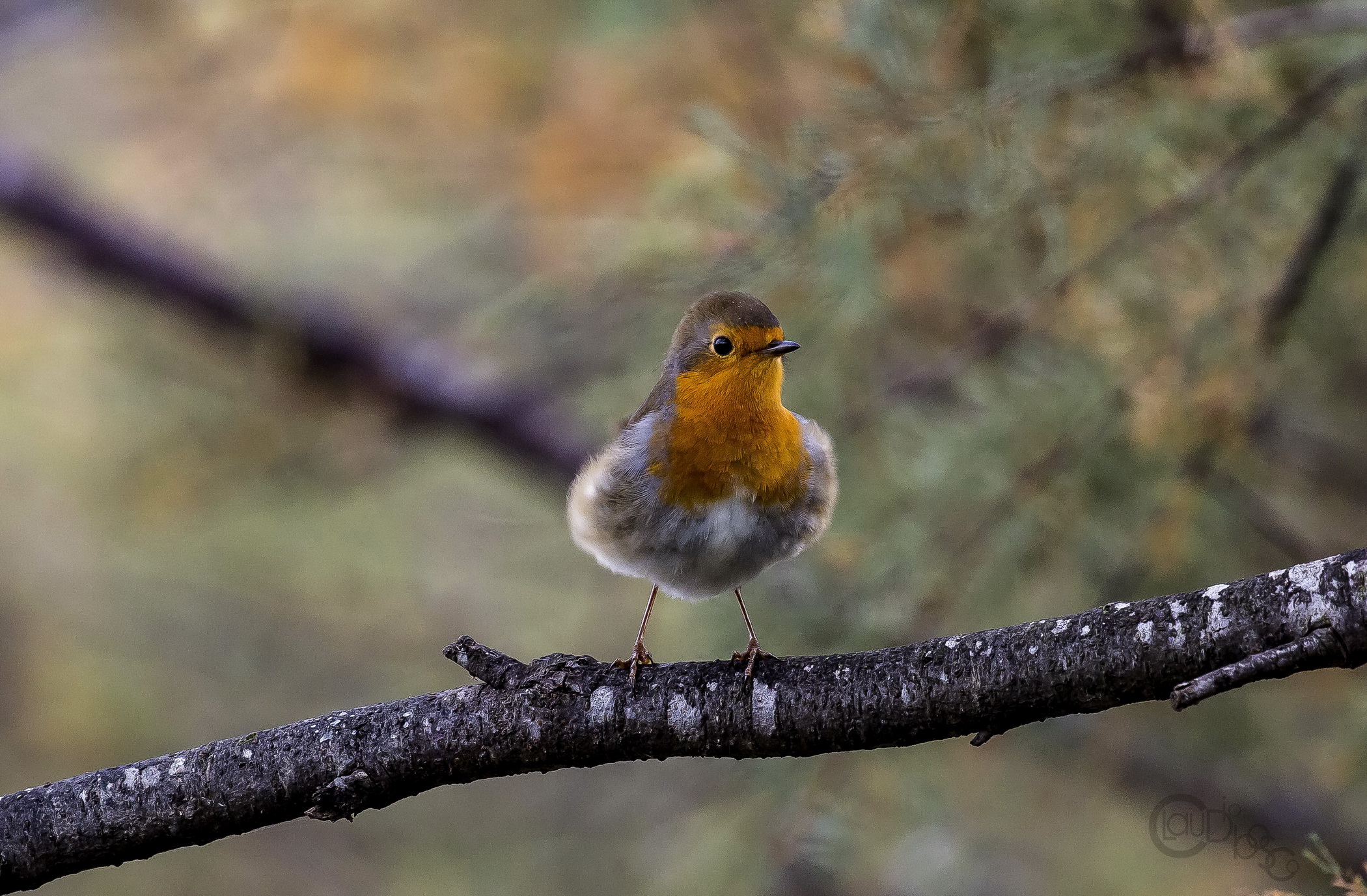 Robin (Erithacus rubecula)