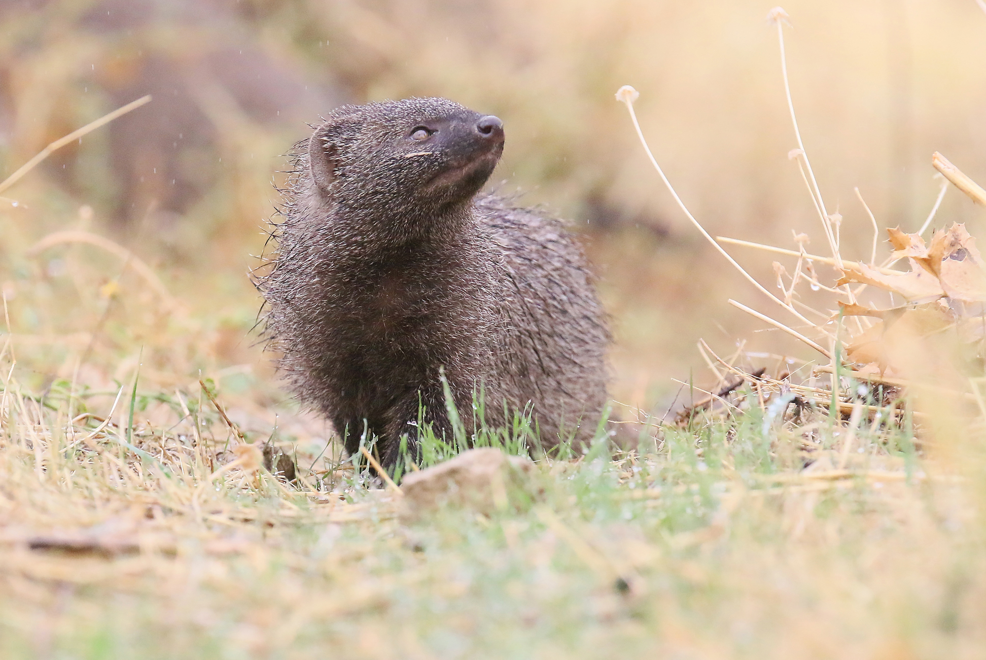 Meloncillo (Mangusta spagnola. Herpestes ichneumon)