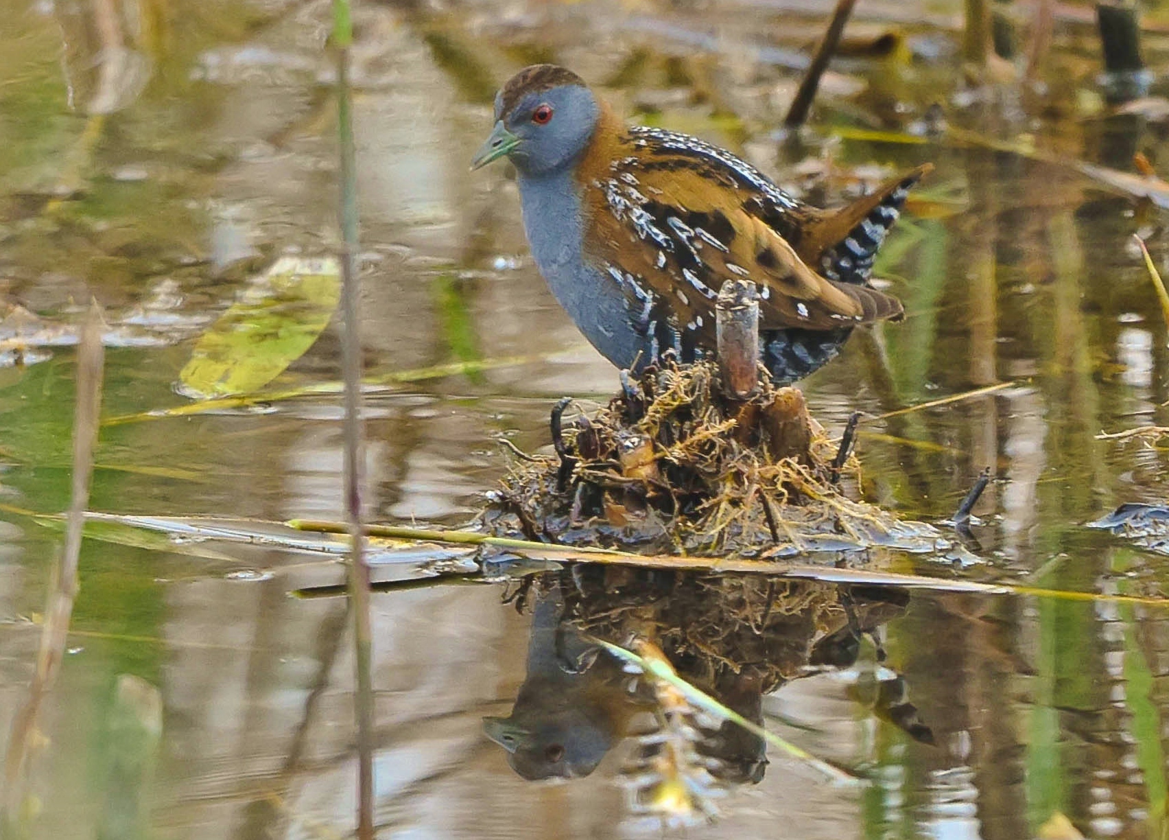 La schiribilla grigiata
