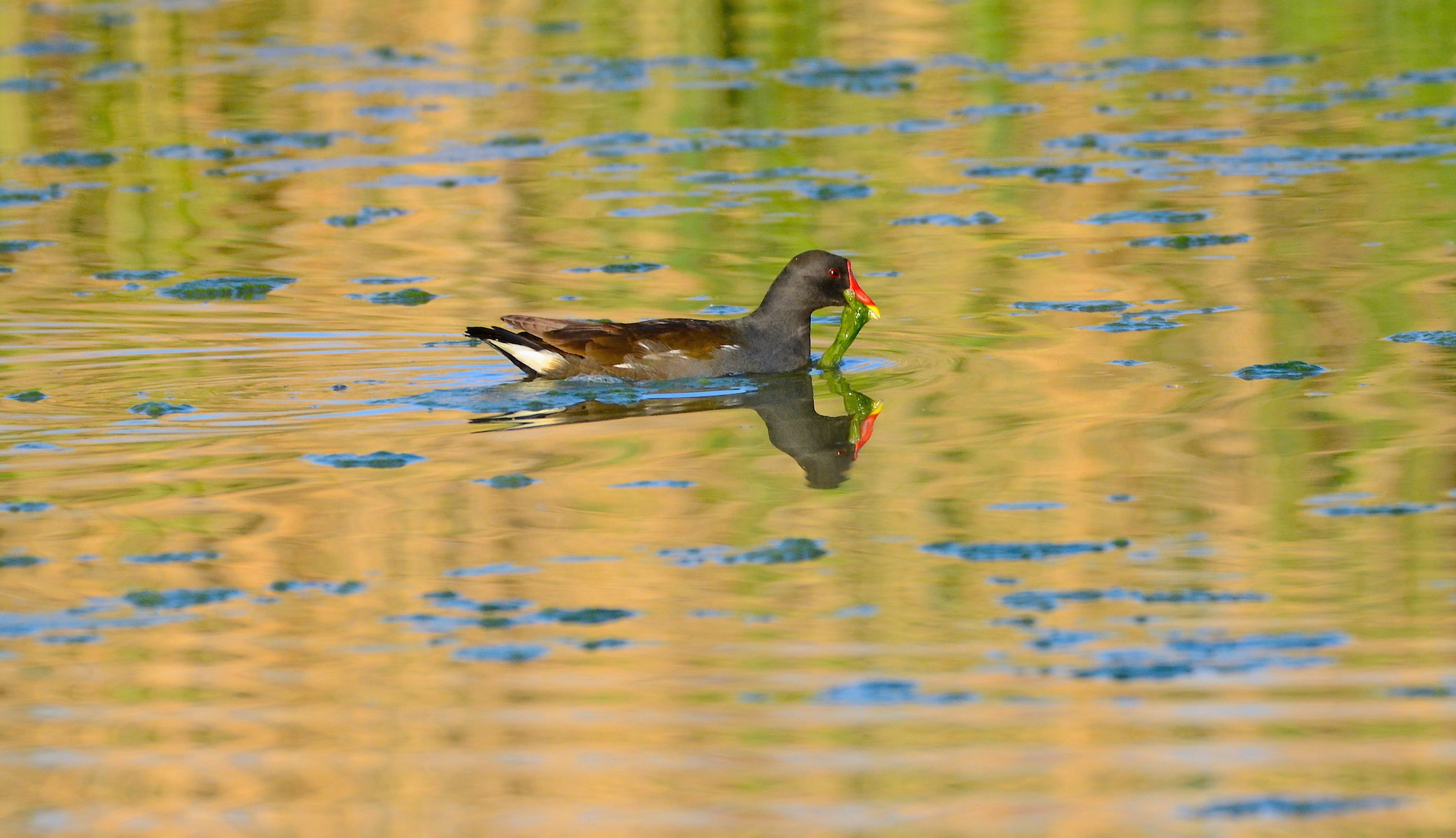 Gurnard Water .... on Lake leafed ...