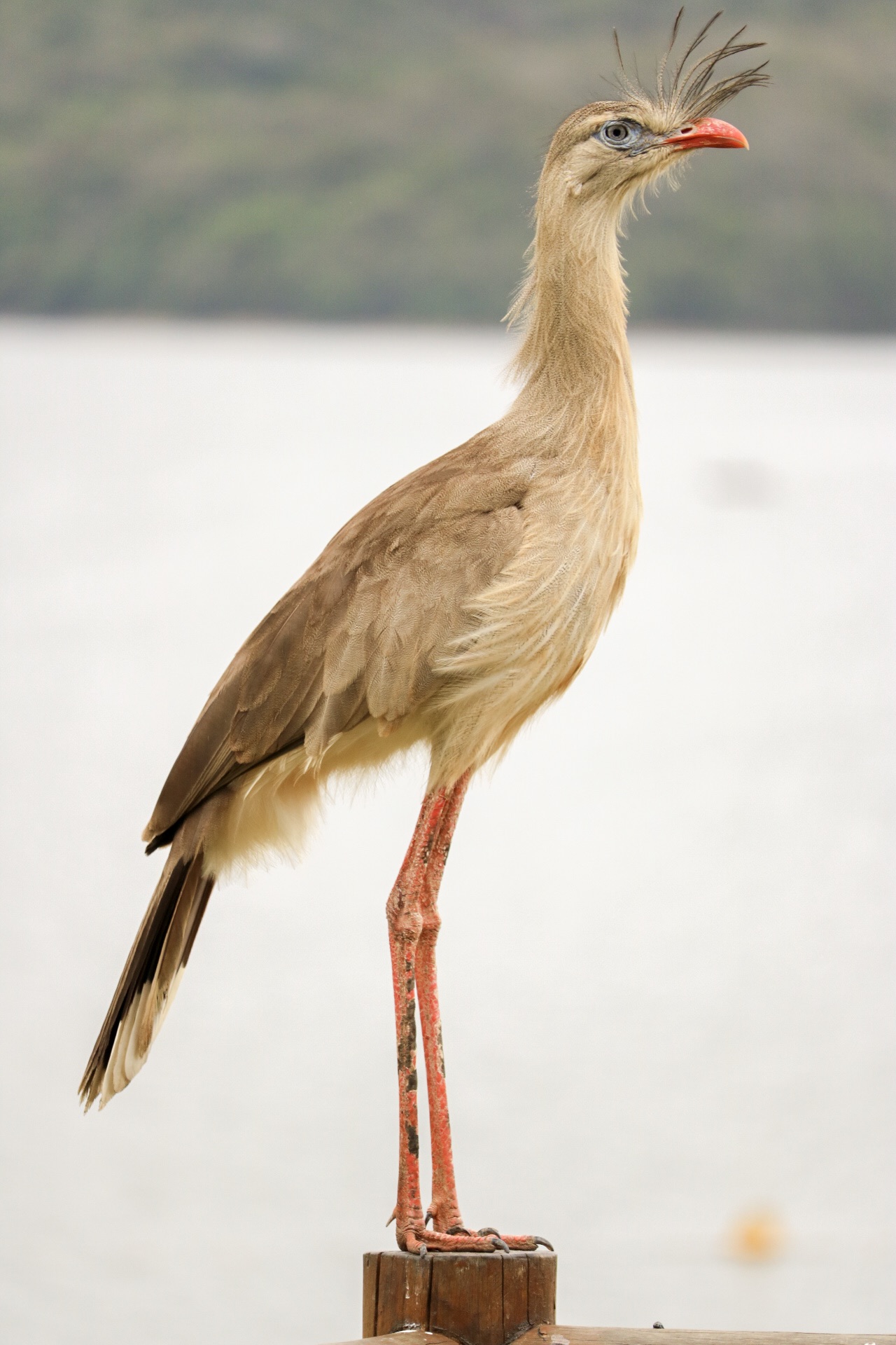 Seriema - Sc. Cariama Cristata