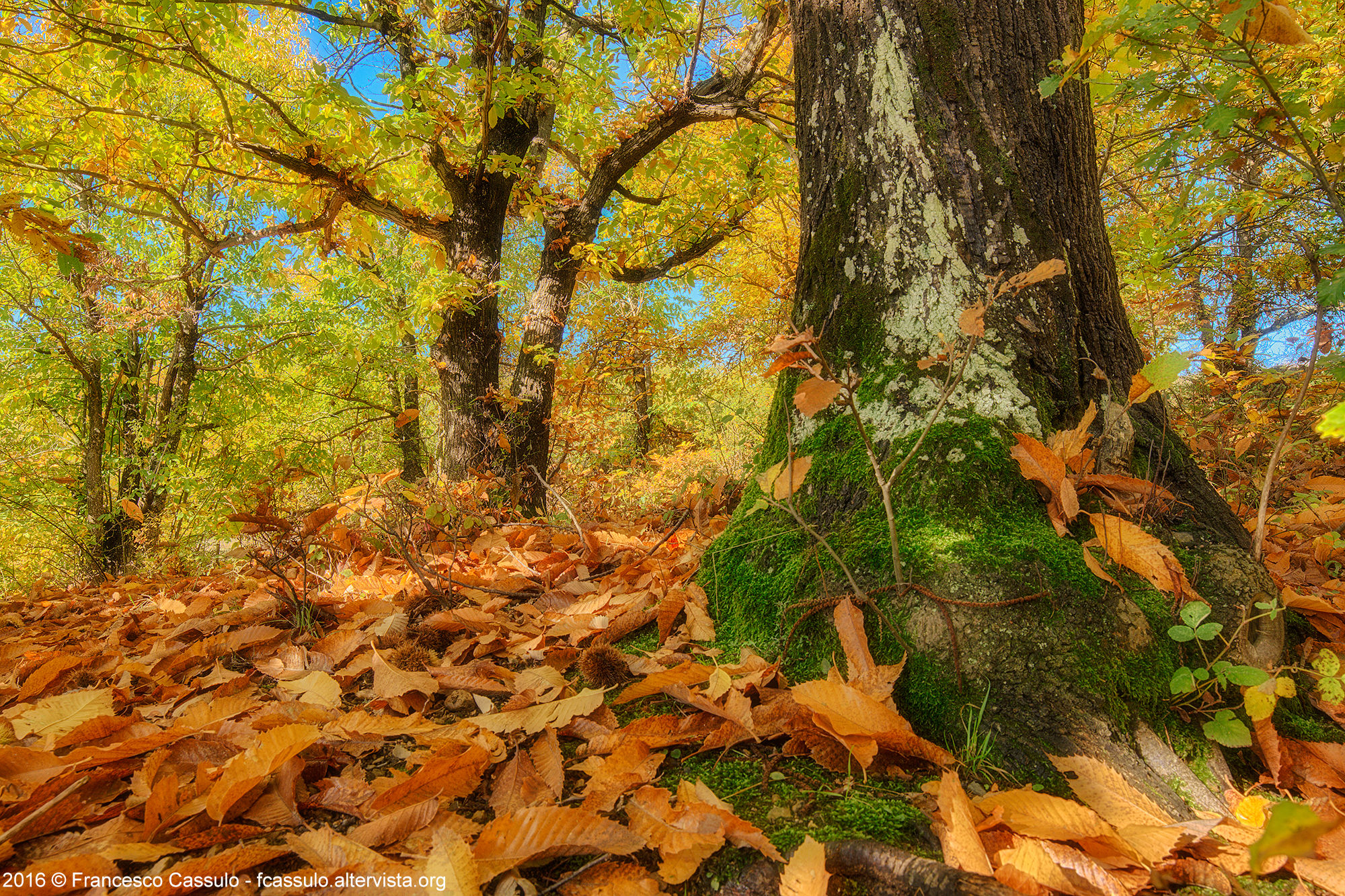 Forest of chestnut trees in autumn Pets