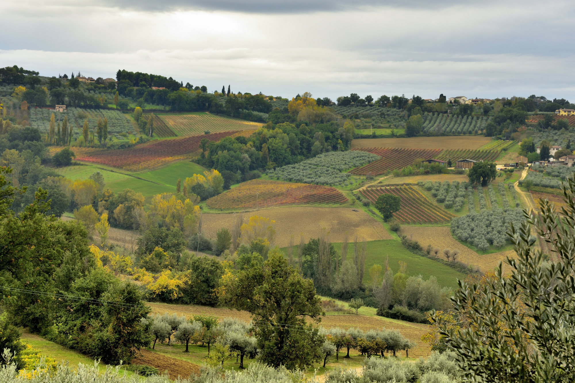 Paesaggio umbro - Vigneti in Ottobre a Montefalco