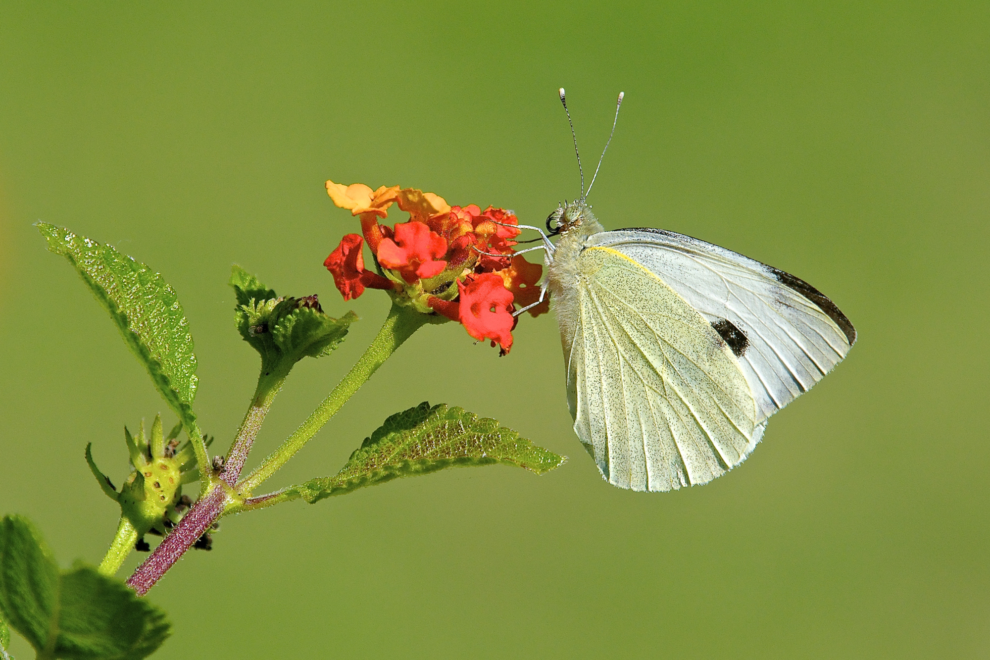 Pieris brassicae