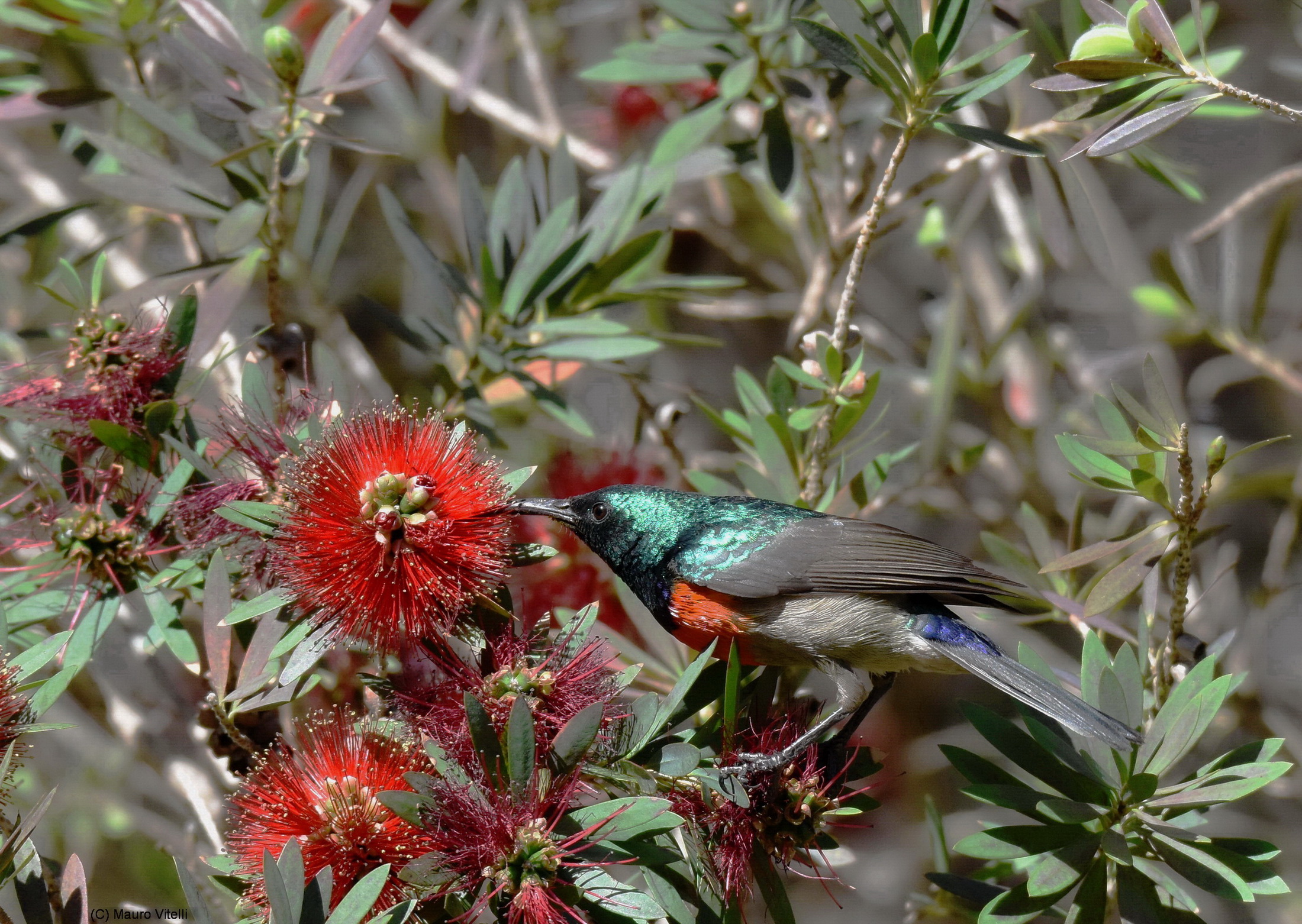Greater Double-collared Sunbrid (cinnyris afer)