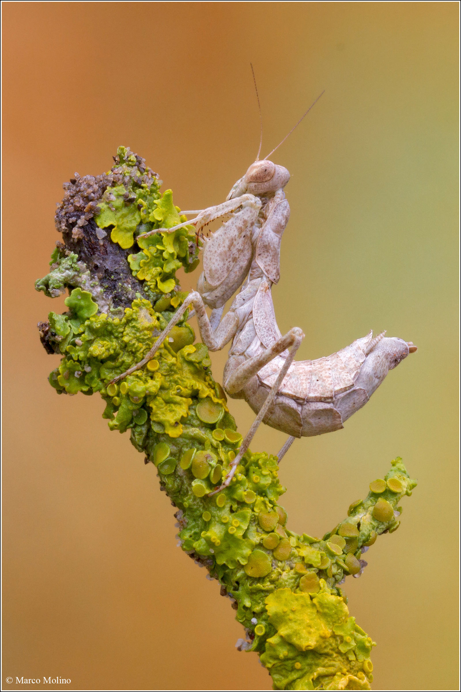 Ameles spallanzania - Mantide nana europea