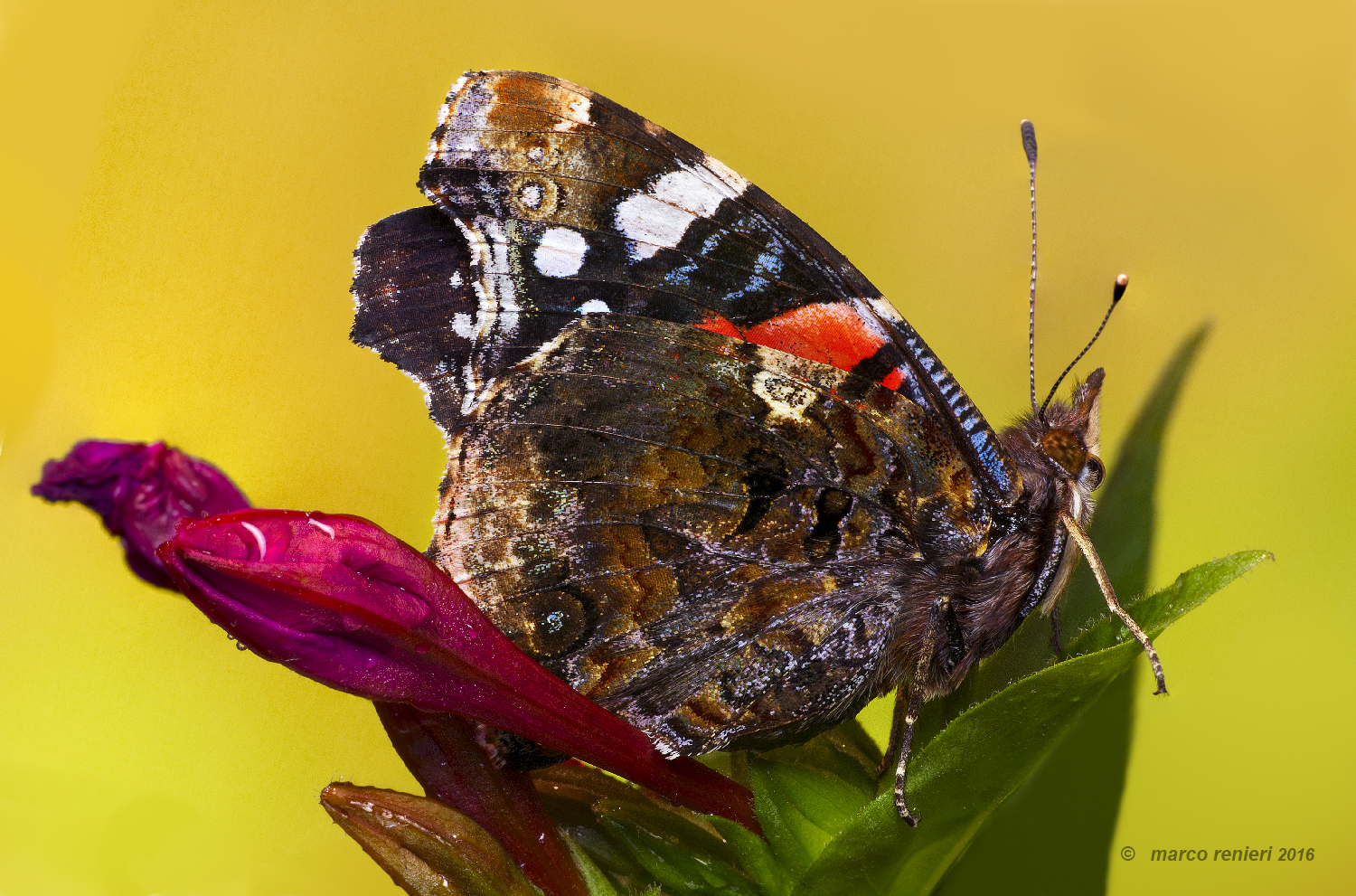 vanessa atalanta