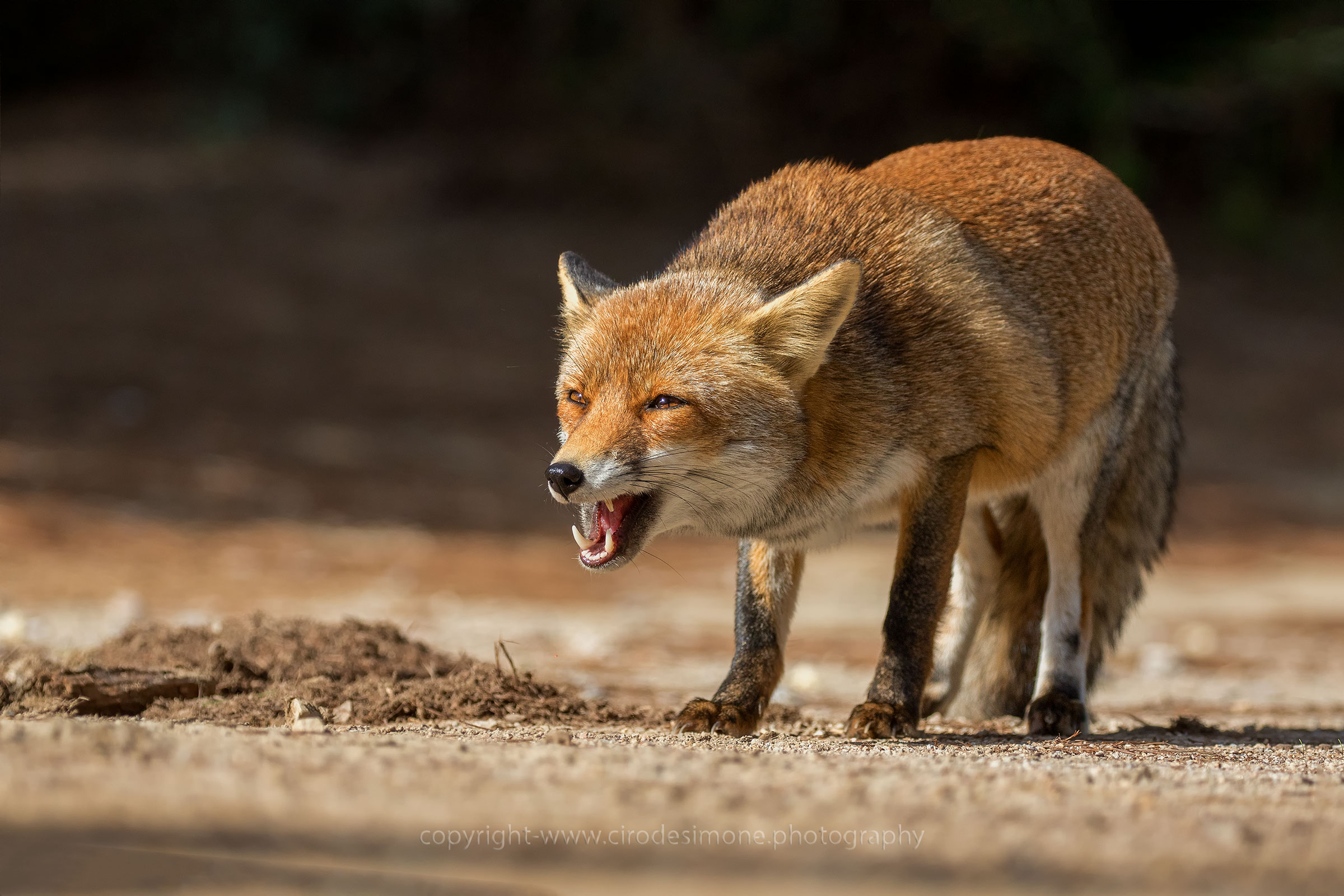 Aggressiva ti voglio