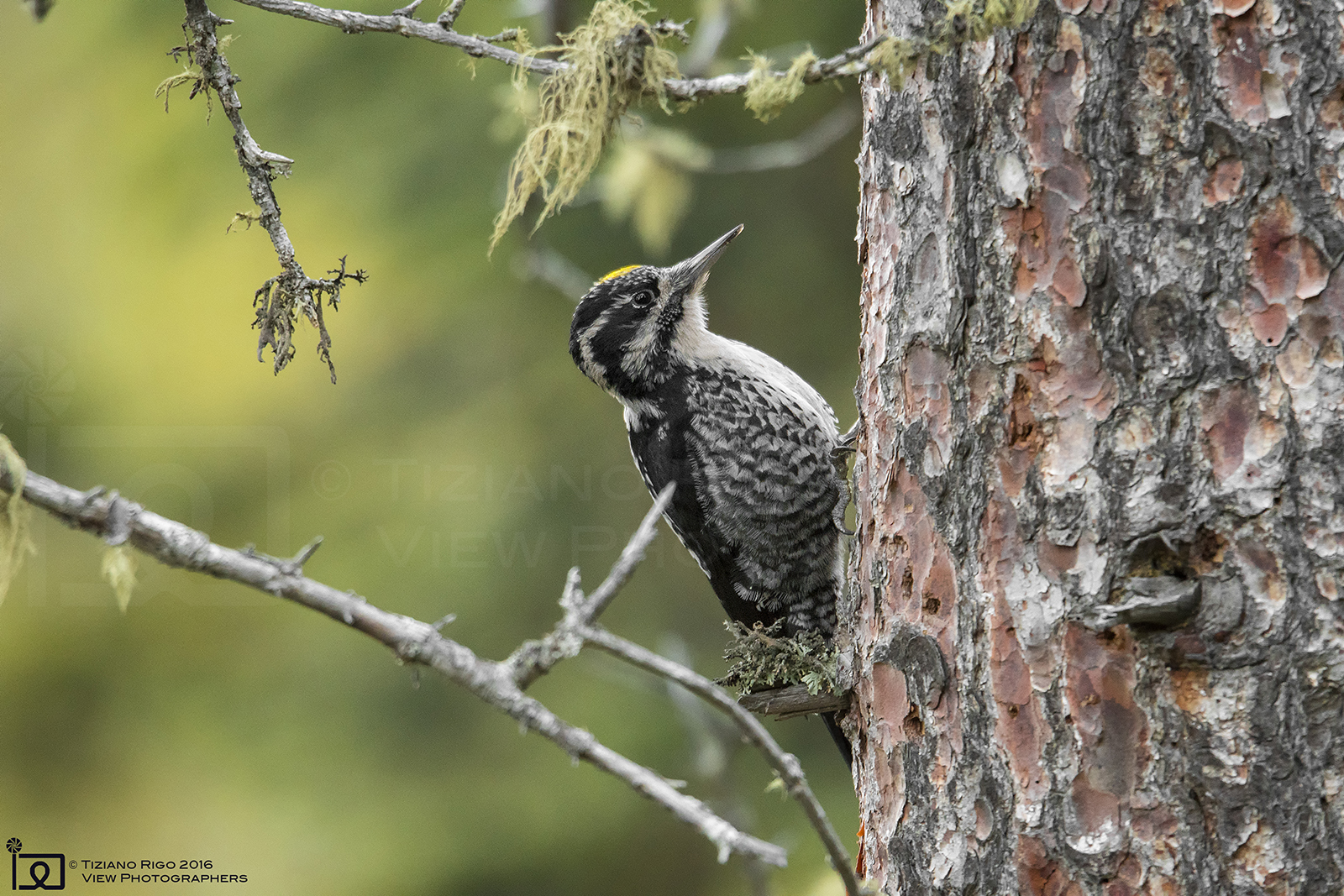 Three-toed woodpecker male