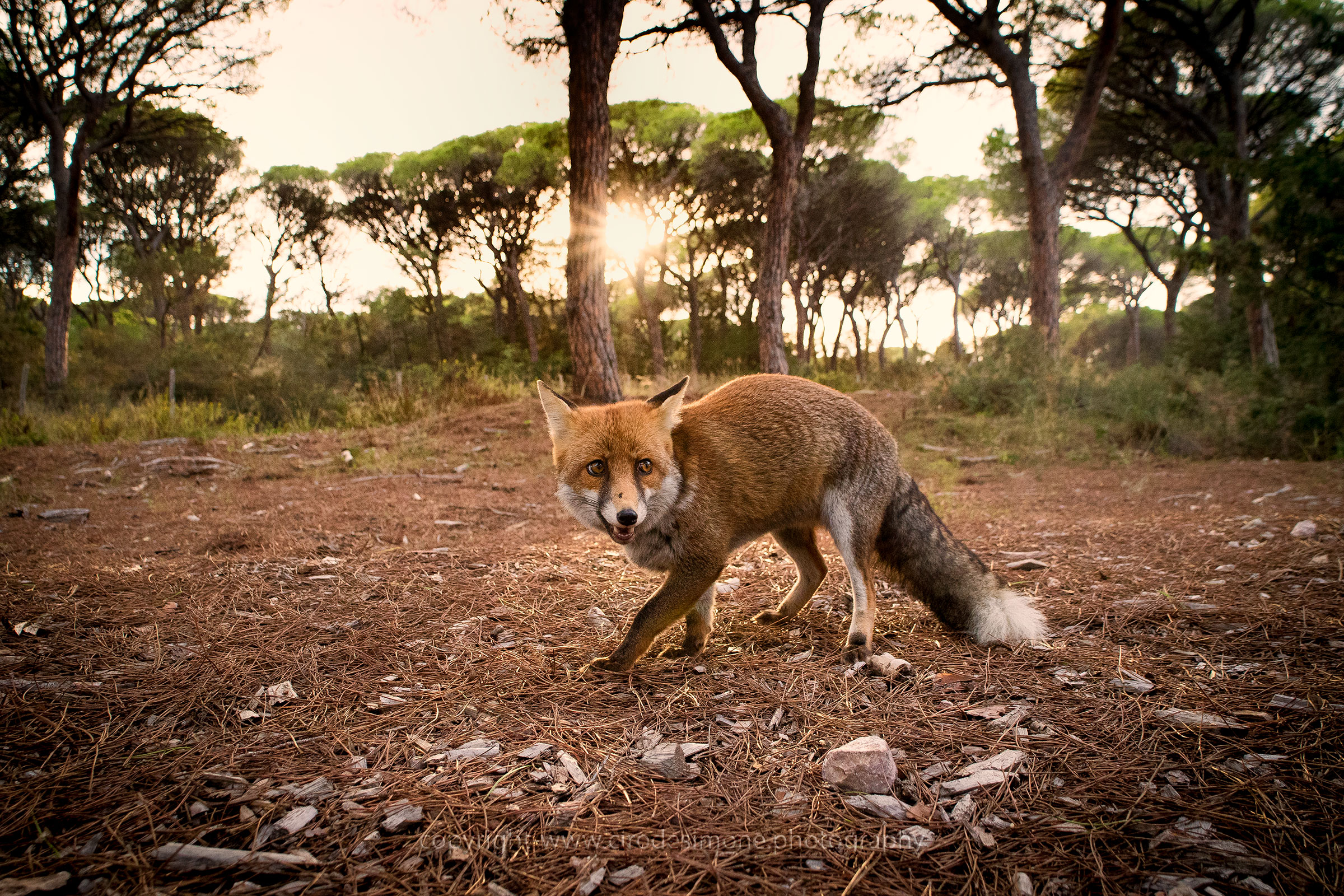 La volpe nel bosco incantato