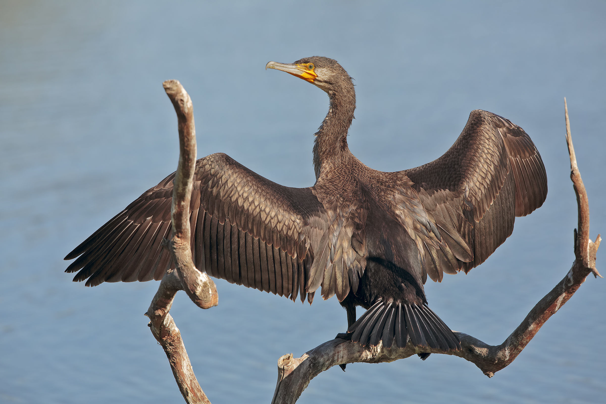 Cormorant