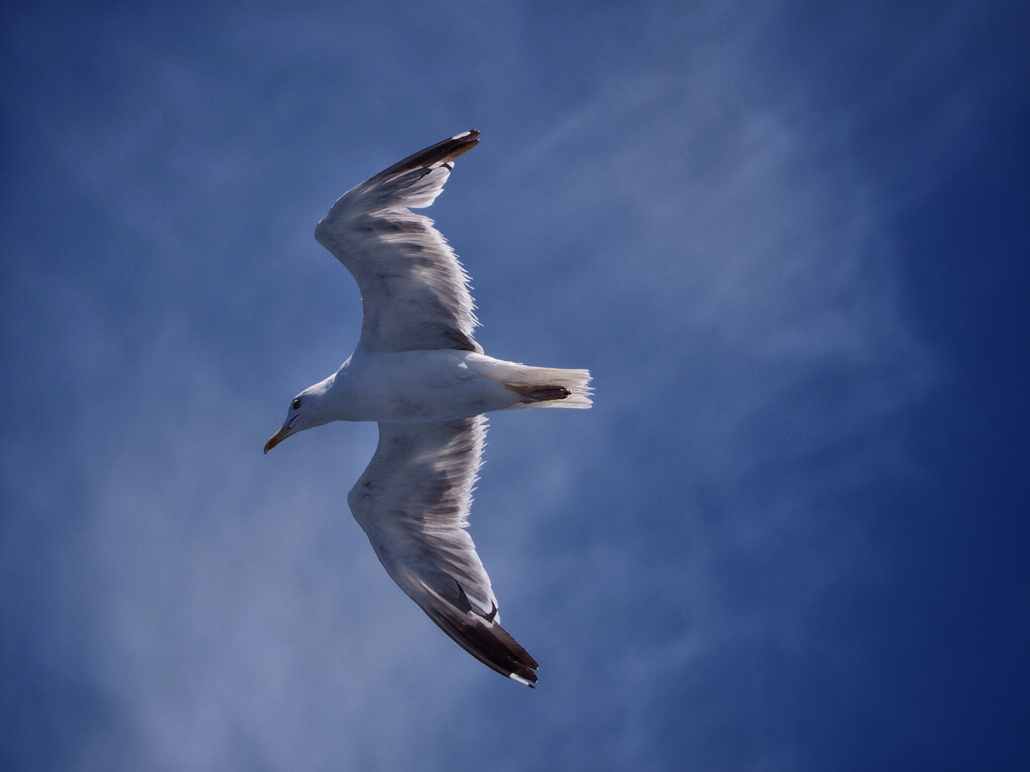 Seagull