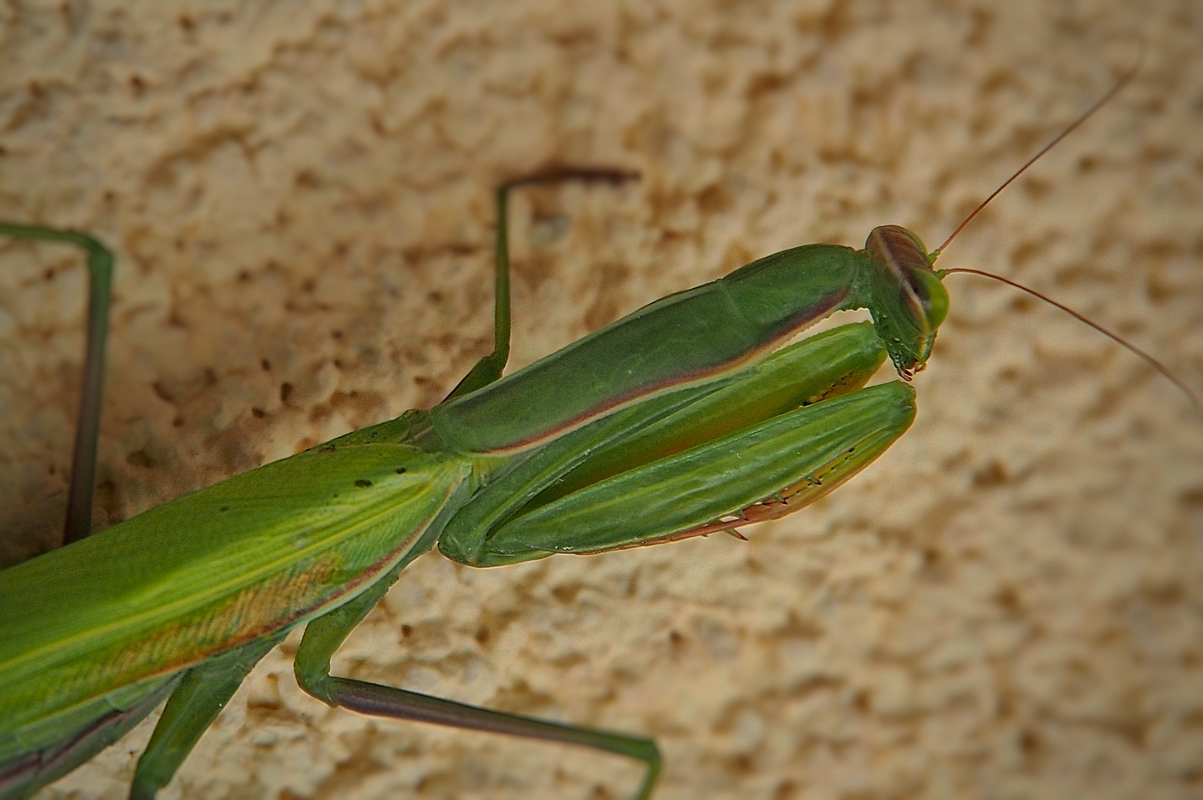 Praying mantis