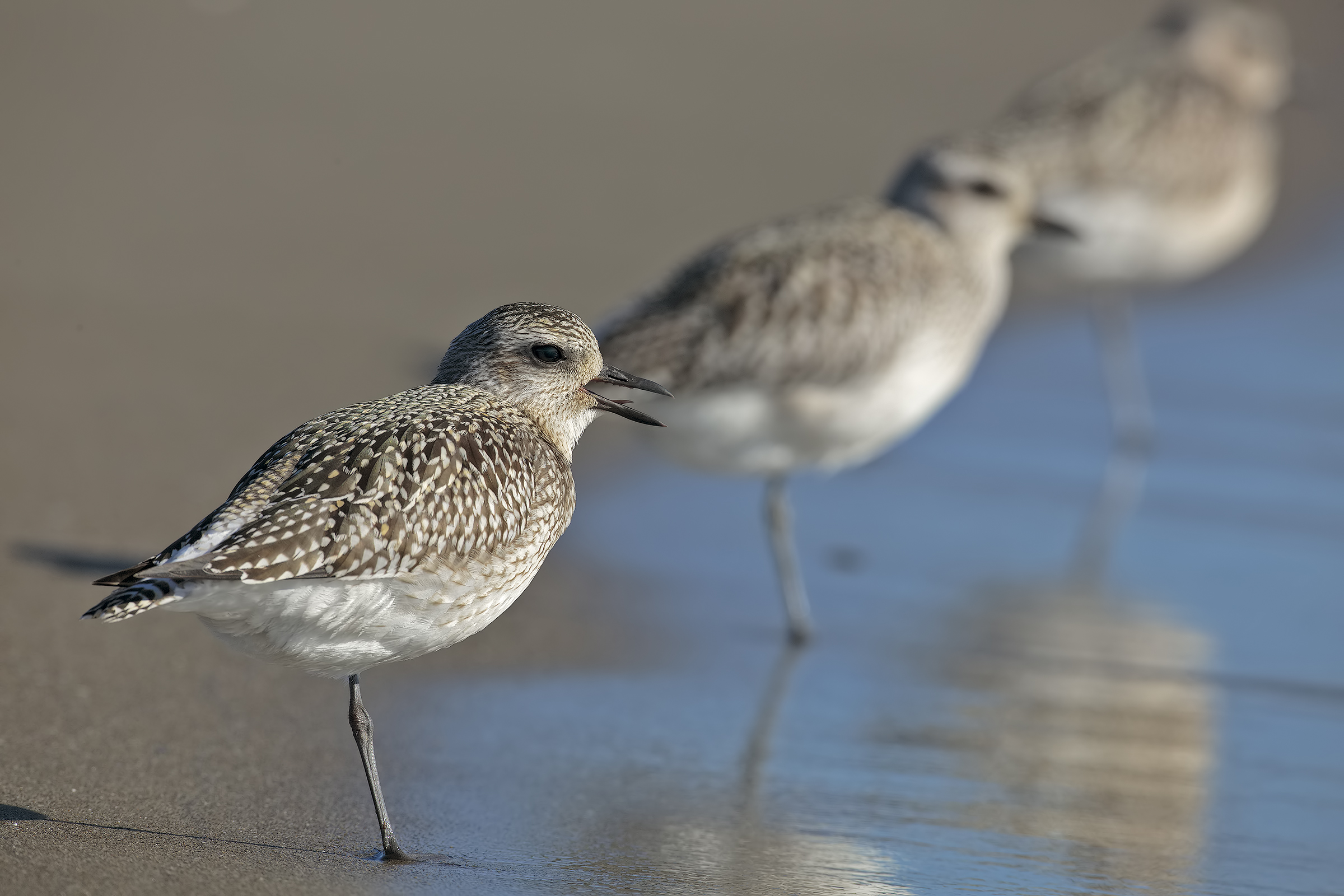 Grey Plover