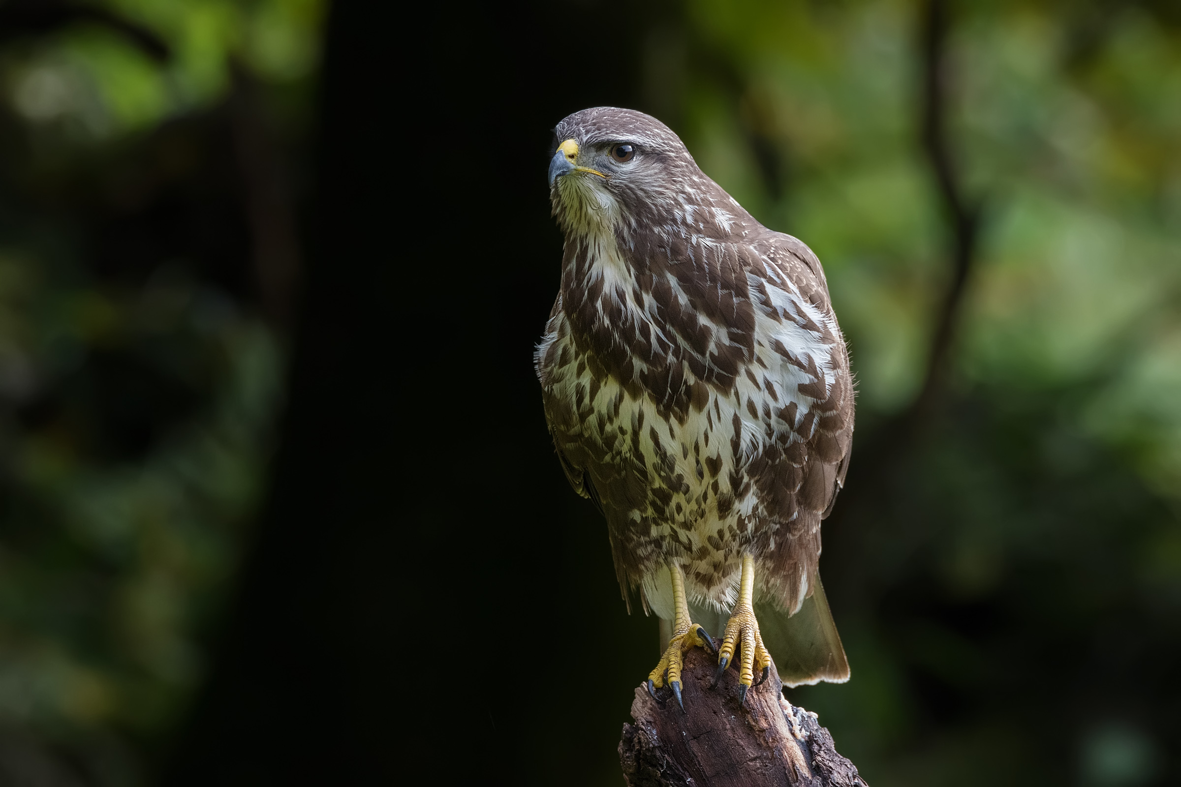 Buzzard