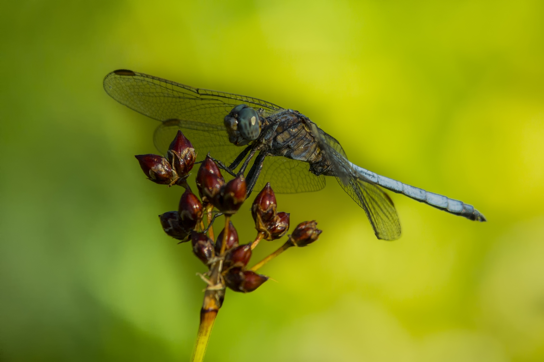 Dragonfly on bulrush