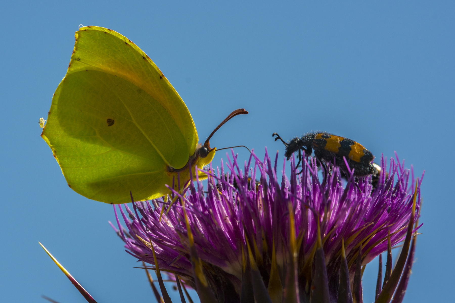 There is no pollen for all