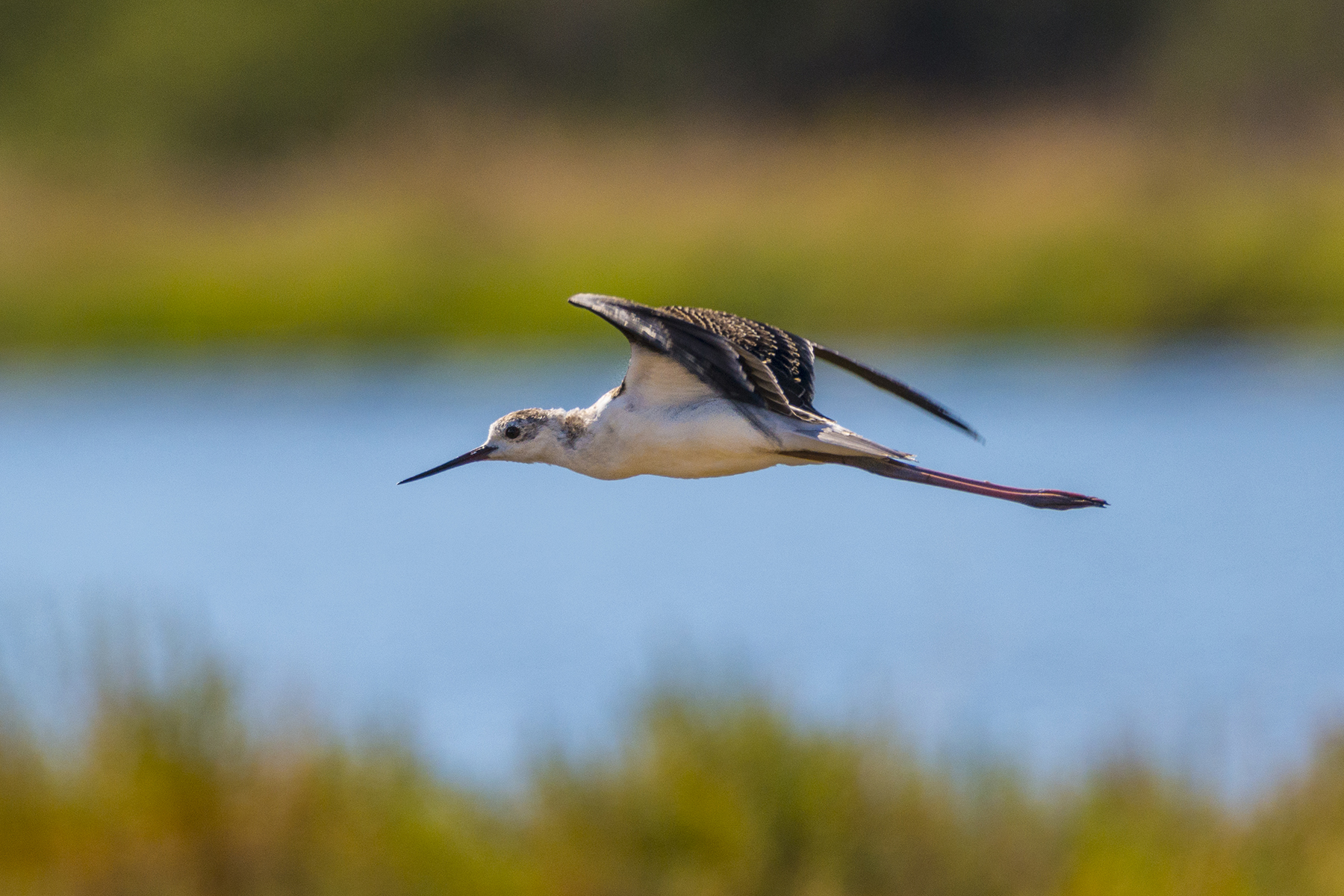 Il primo volo del giovane cavaliere