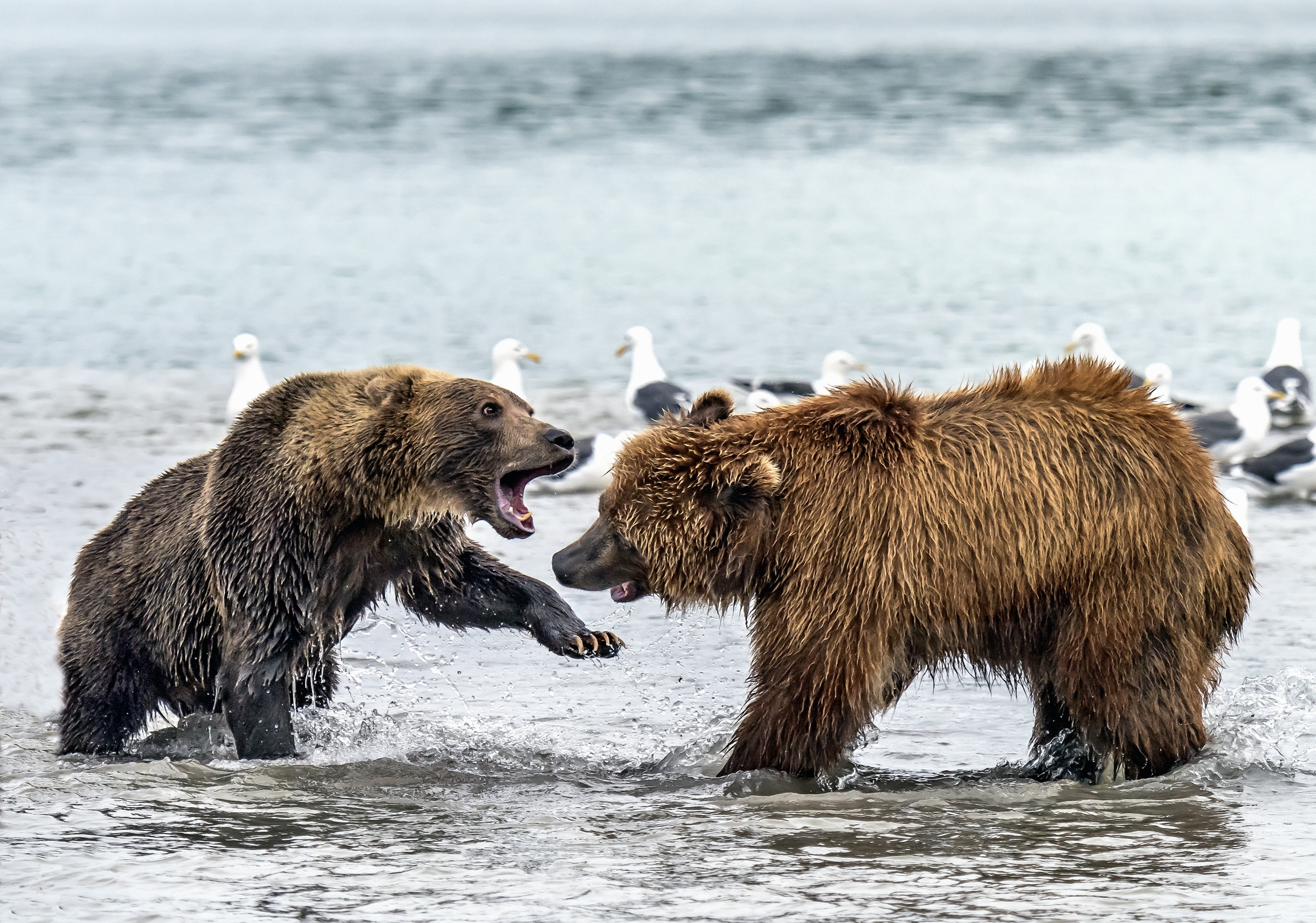 Kamchatka 2016 - Confronti