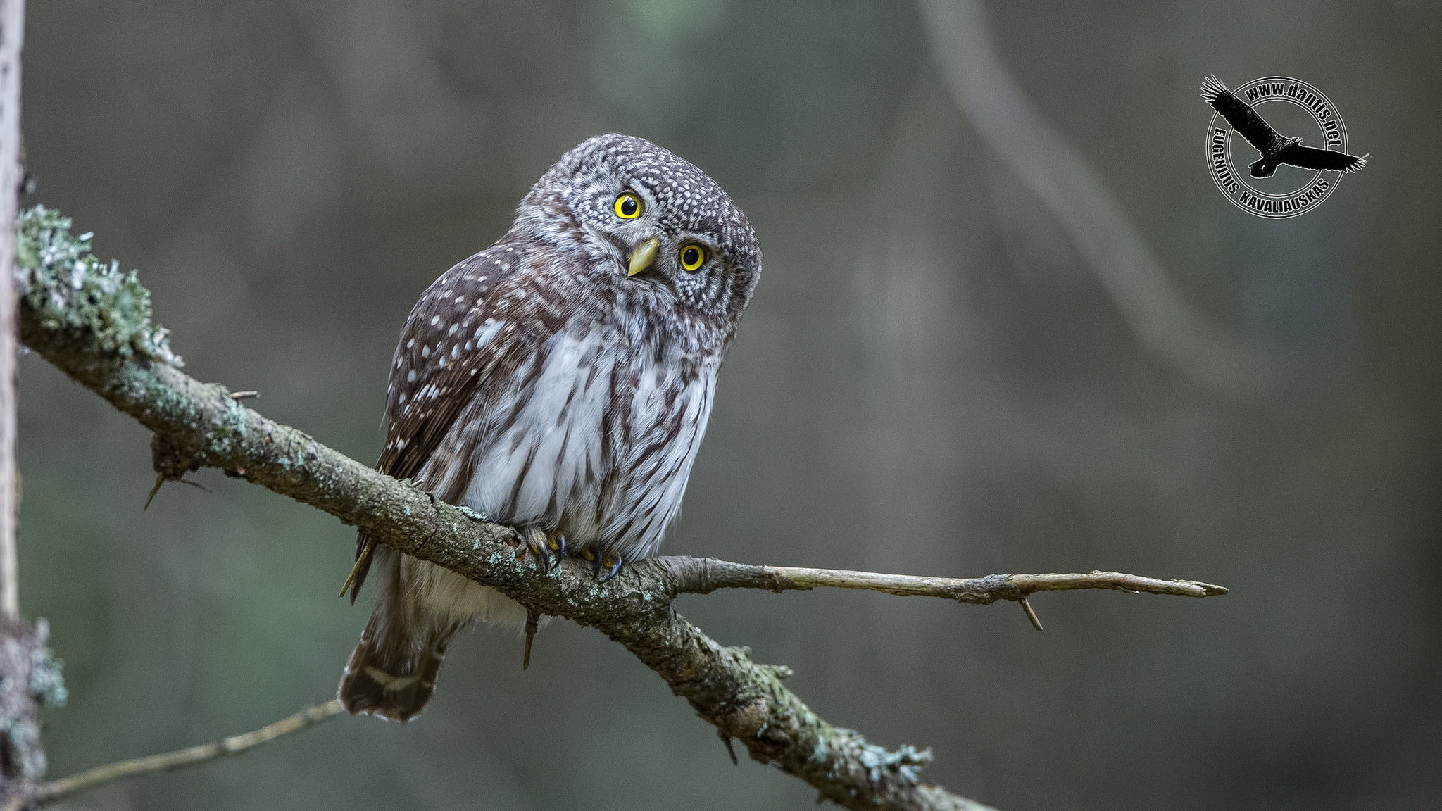 Pygmy Owl (Glaucidium passerinum)