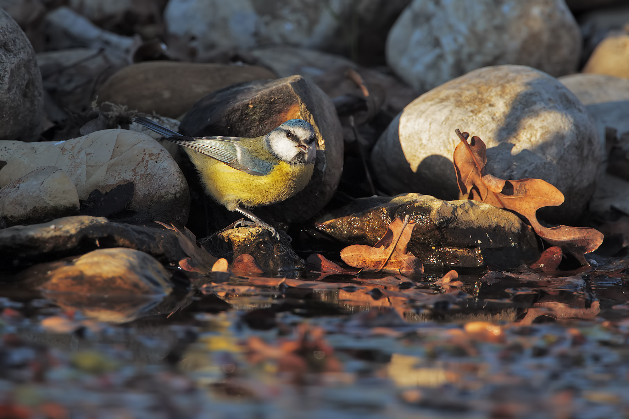 La cinciarella e l'autunno