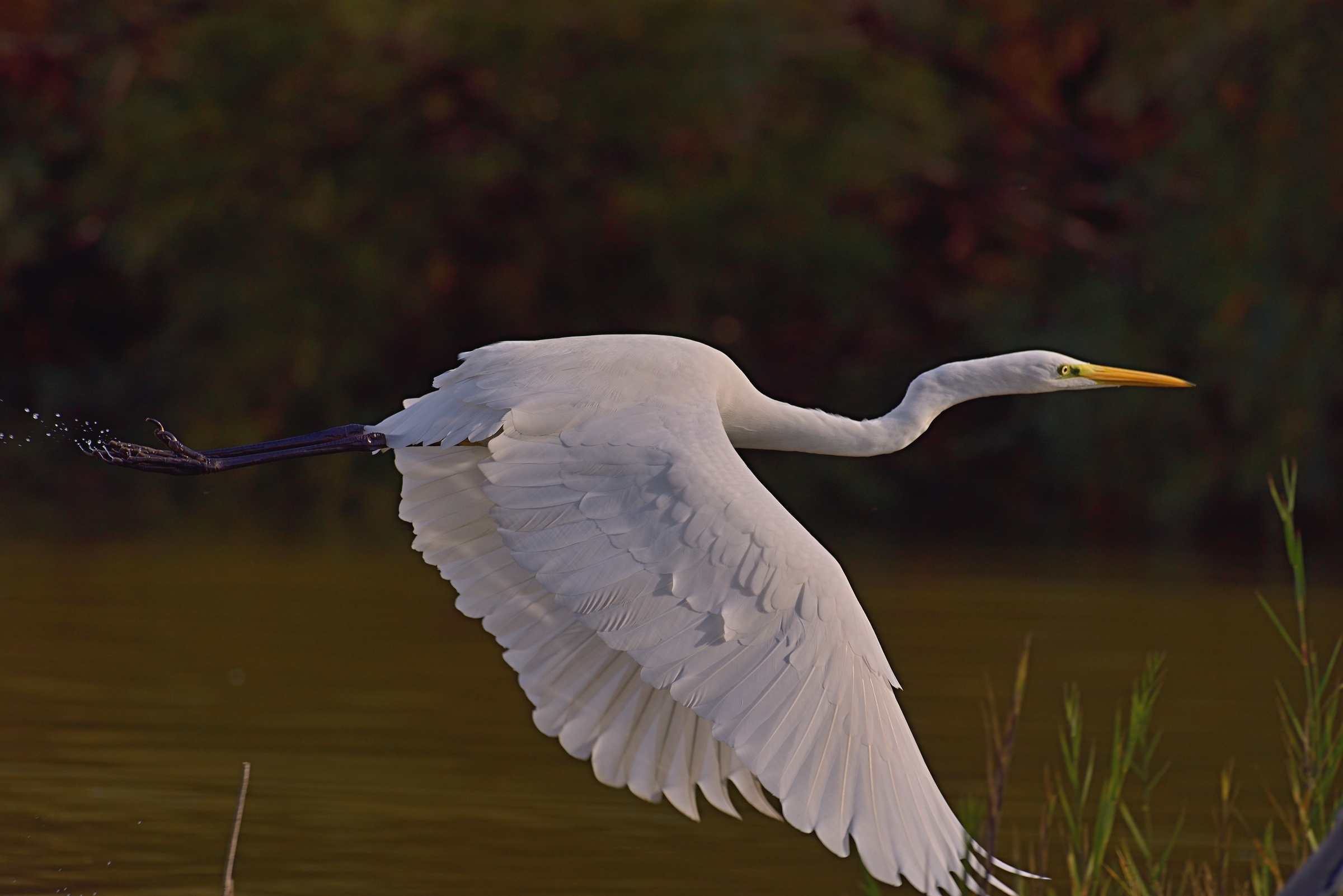 Il decollo del Bianco