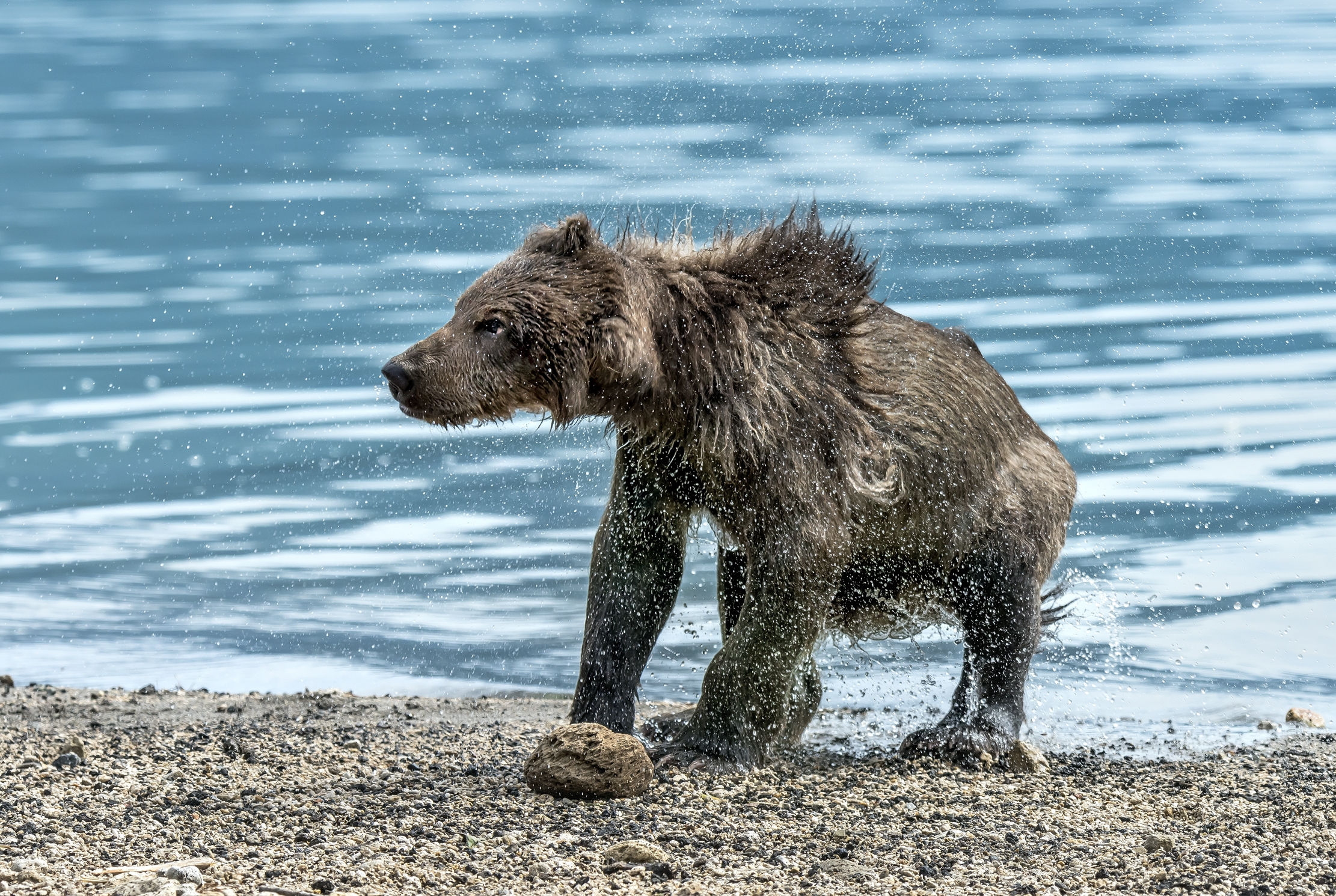 Kamchatka 2016 - Cub shaking