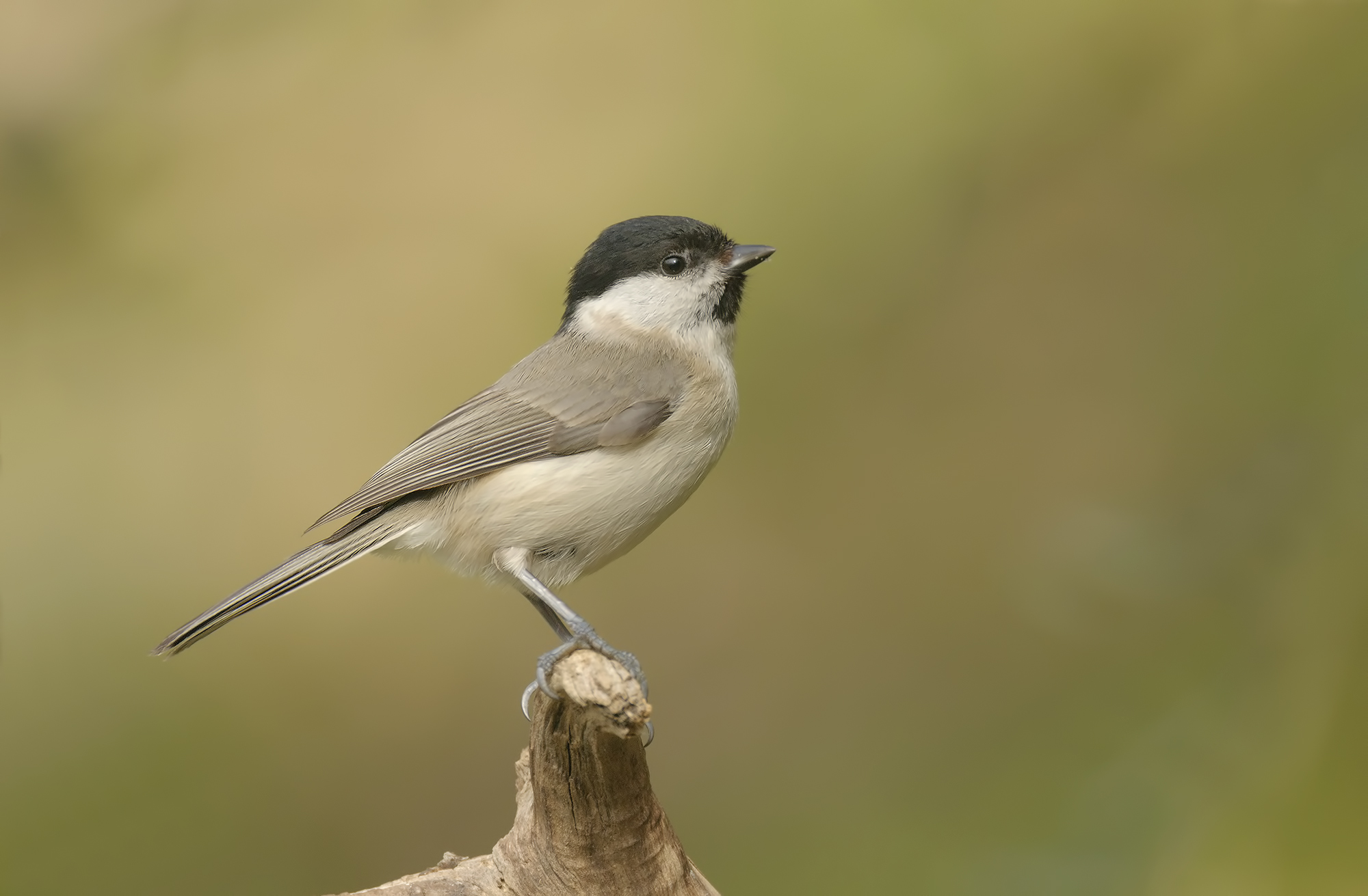 Tit Bigia. Apuan Alps.