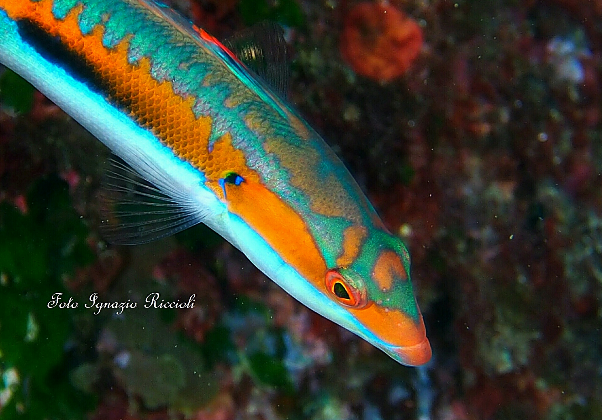 An exemplary Female of Coris julis O Donzella