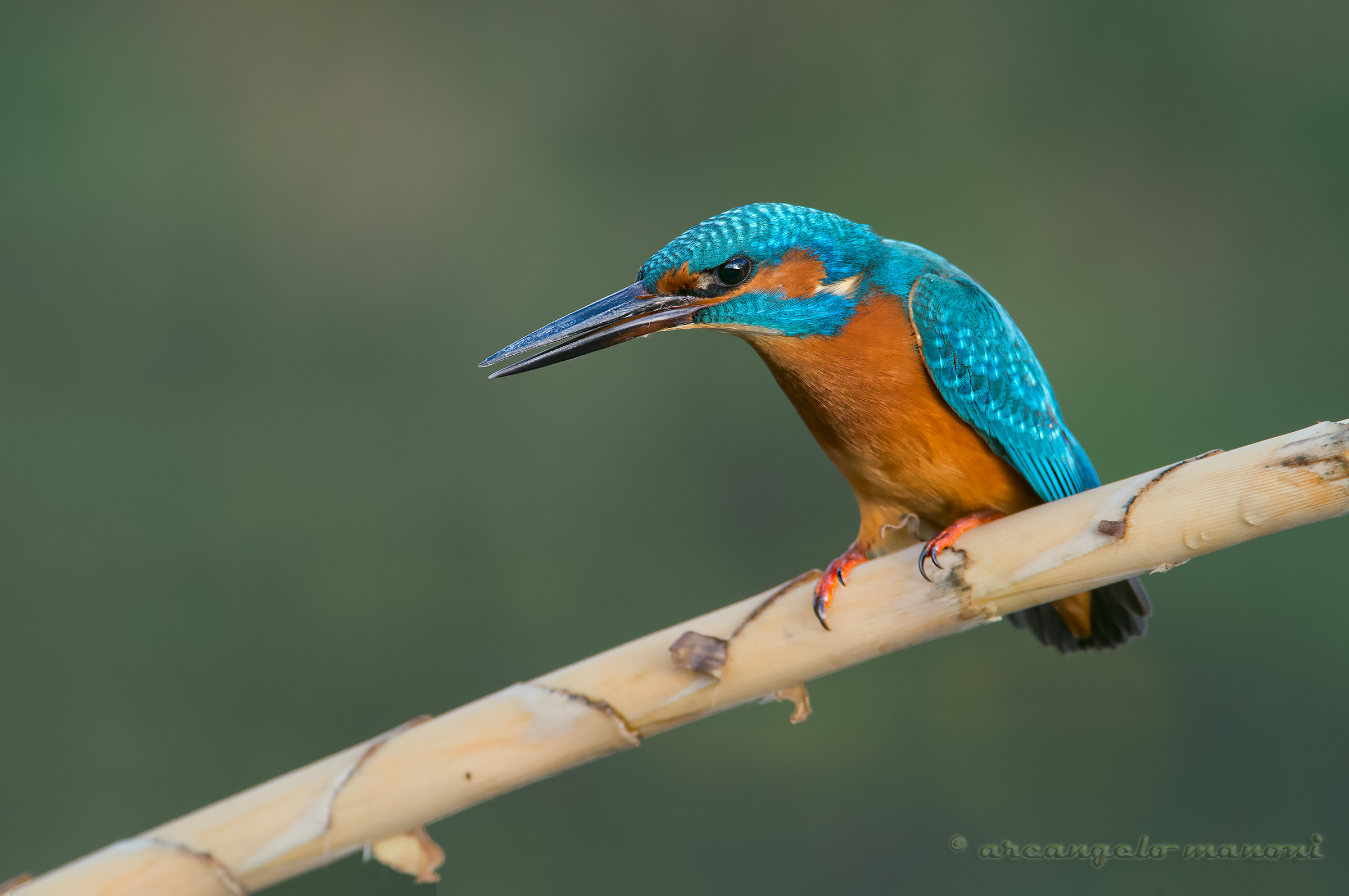 Il re del fiume è arrabbiato