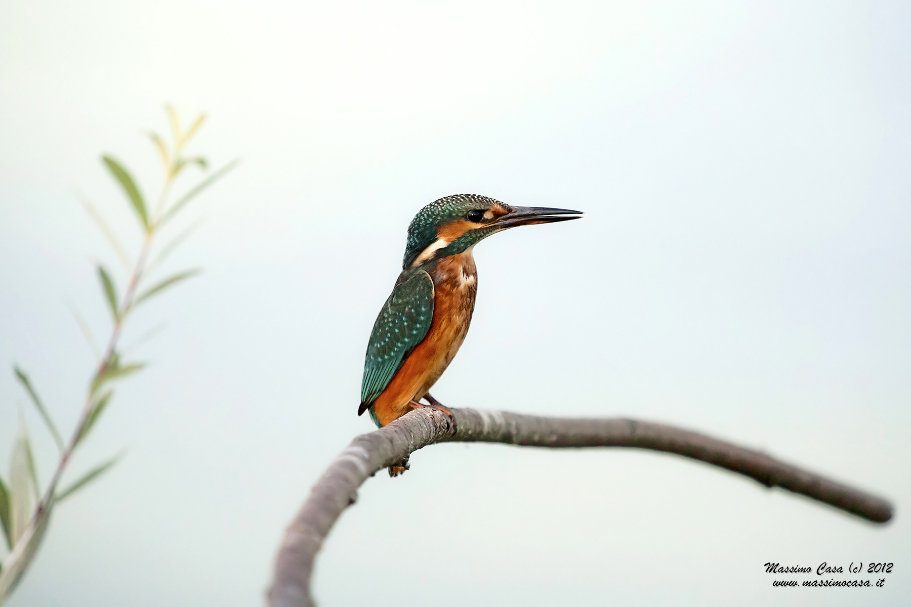 Kingfisher