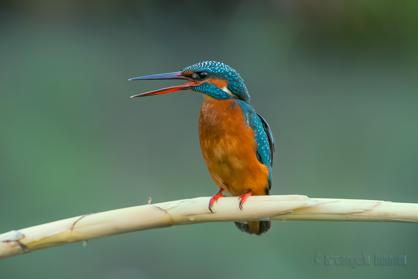 Il martino ha perso la calma