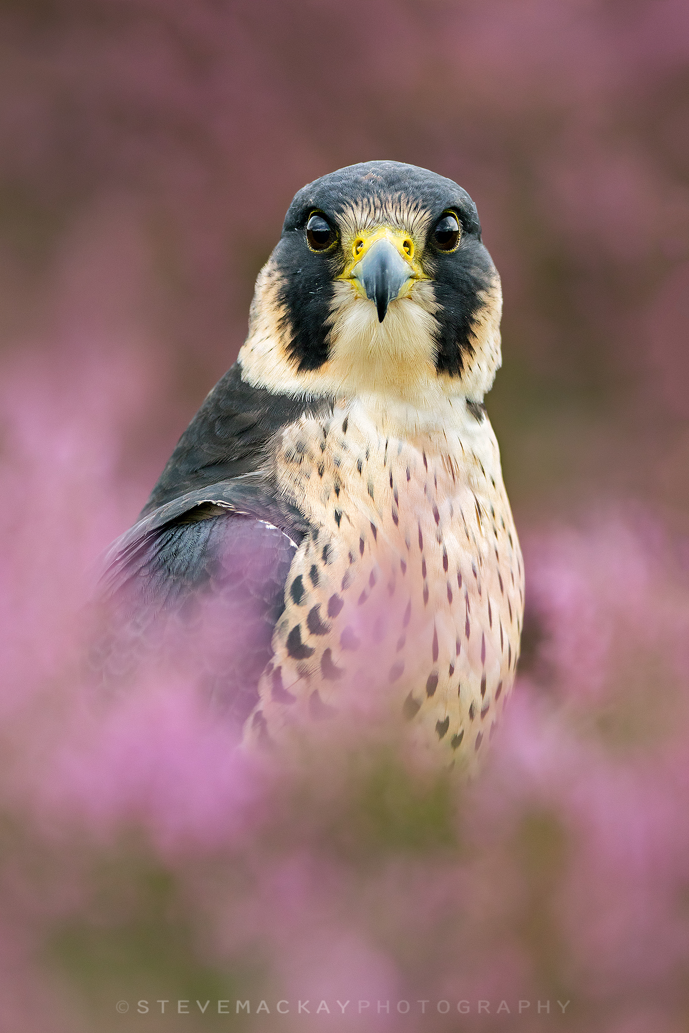 Peregrine Falcon