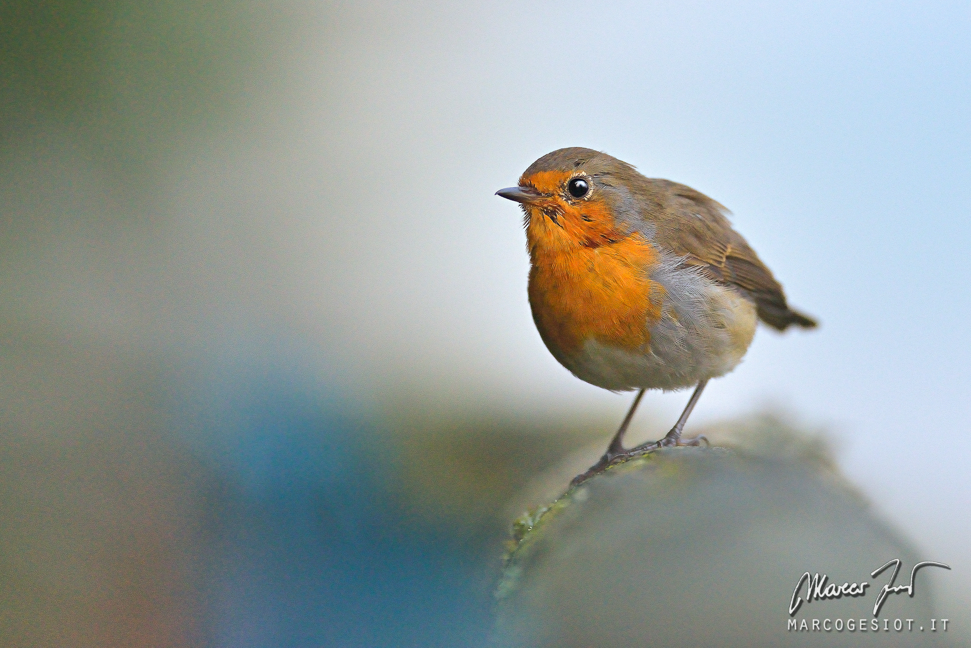 robin