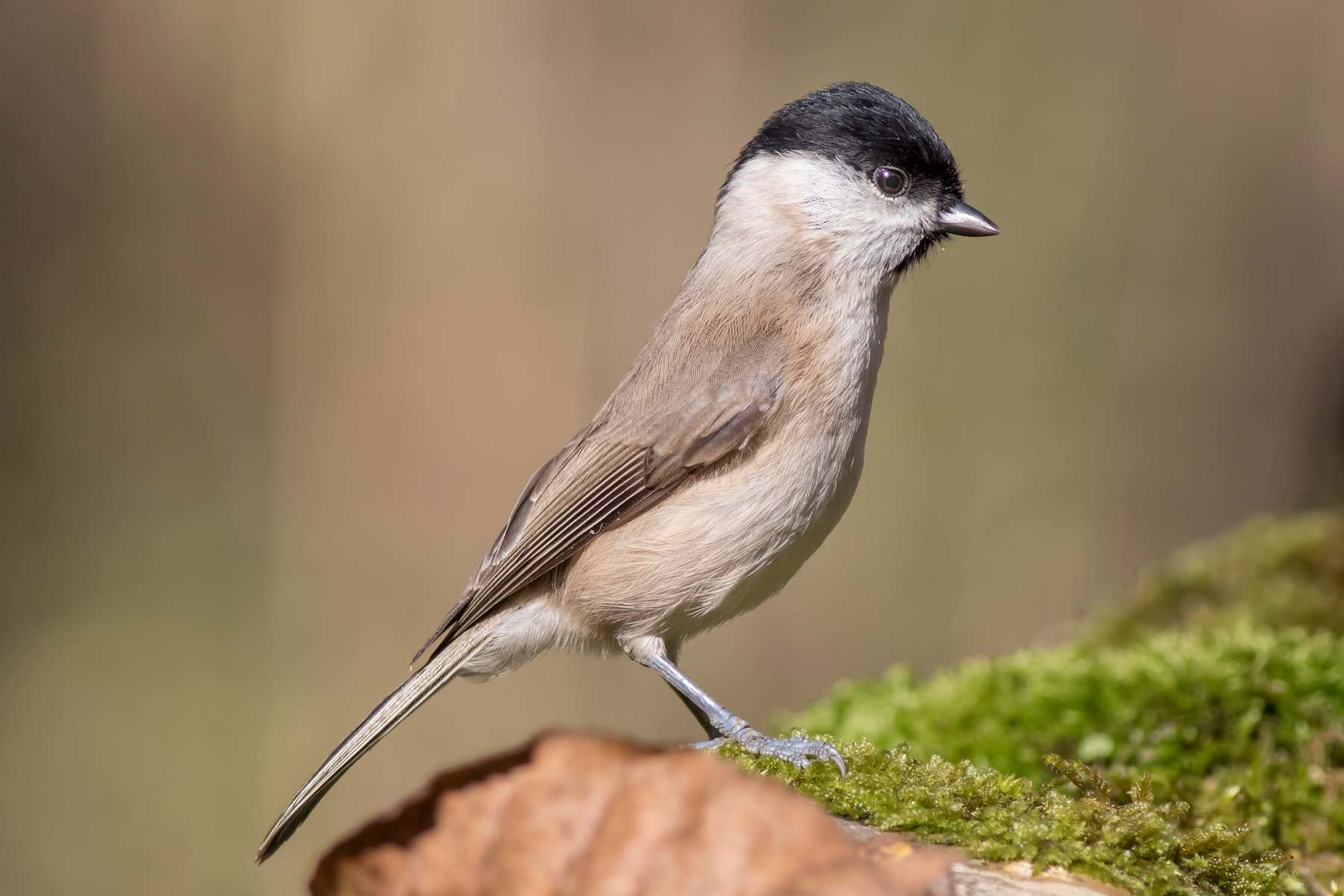 Marsh Tit