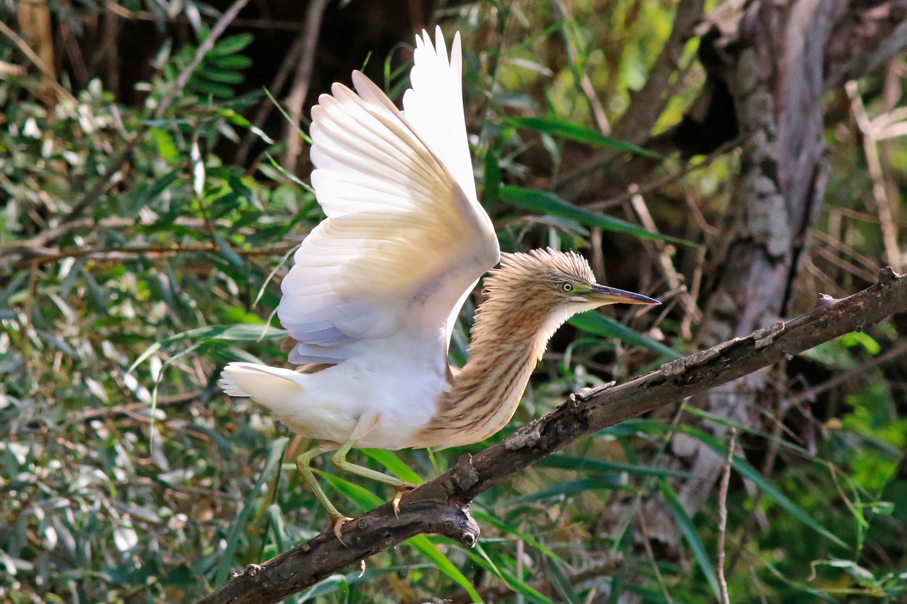 Sgarza ciuffetto (Ardeola ralloides)