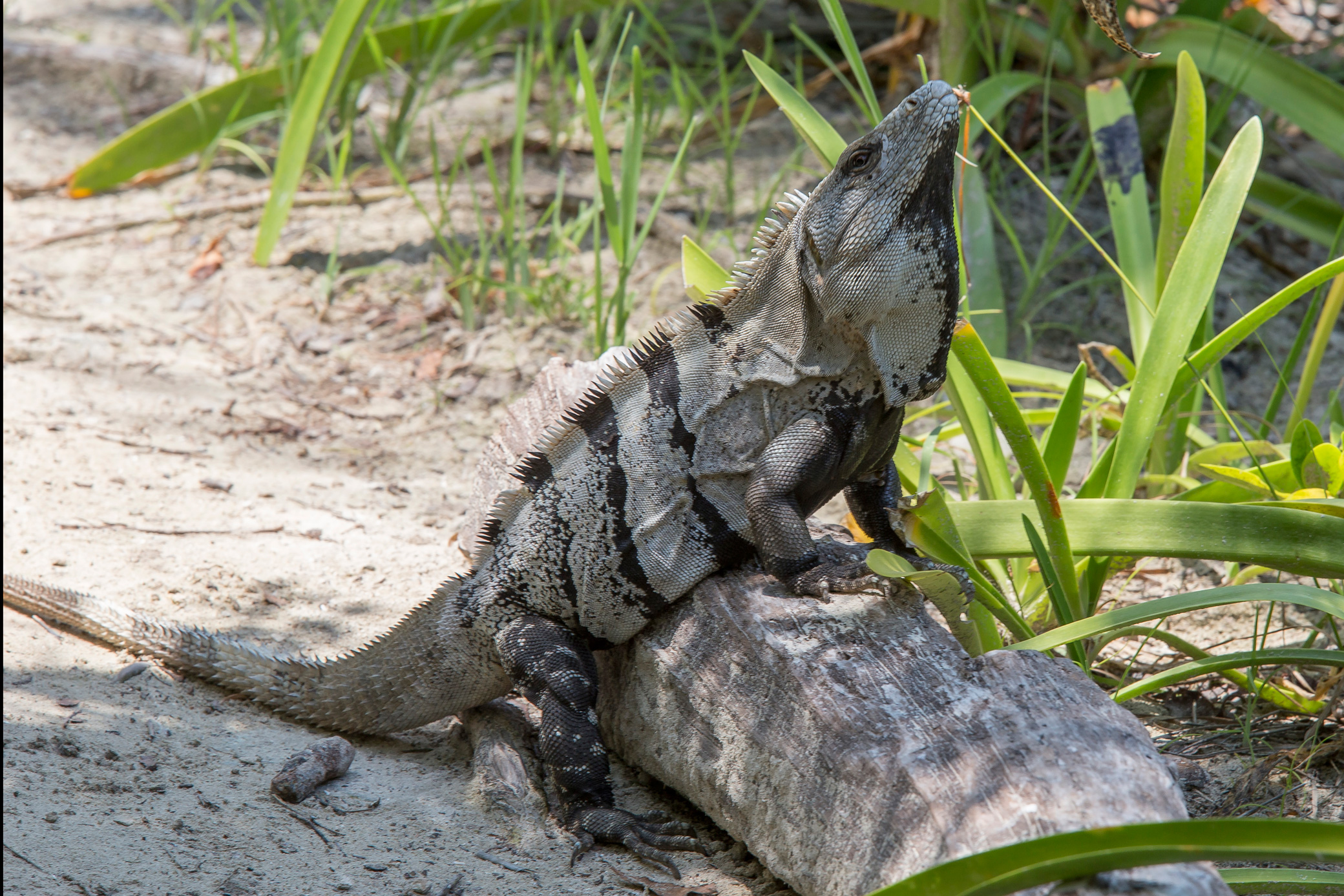 Iguana