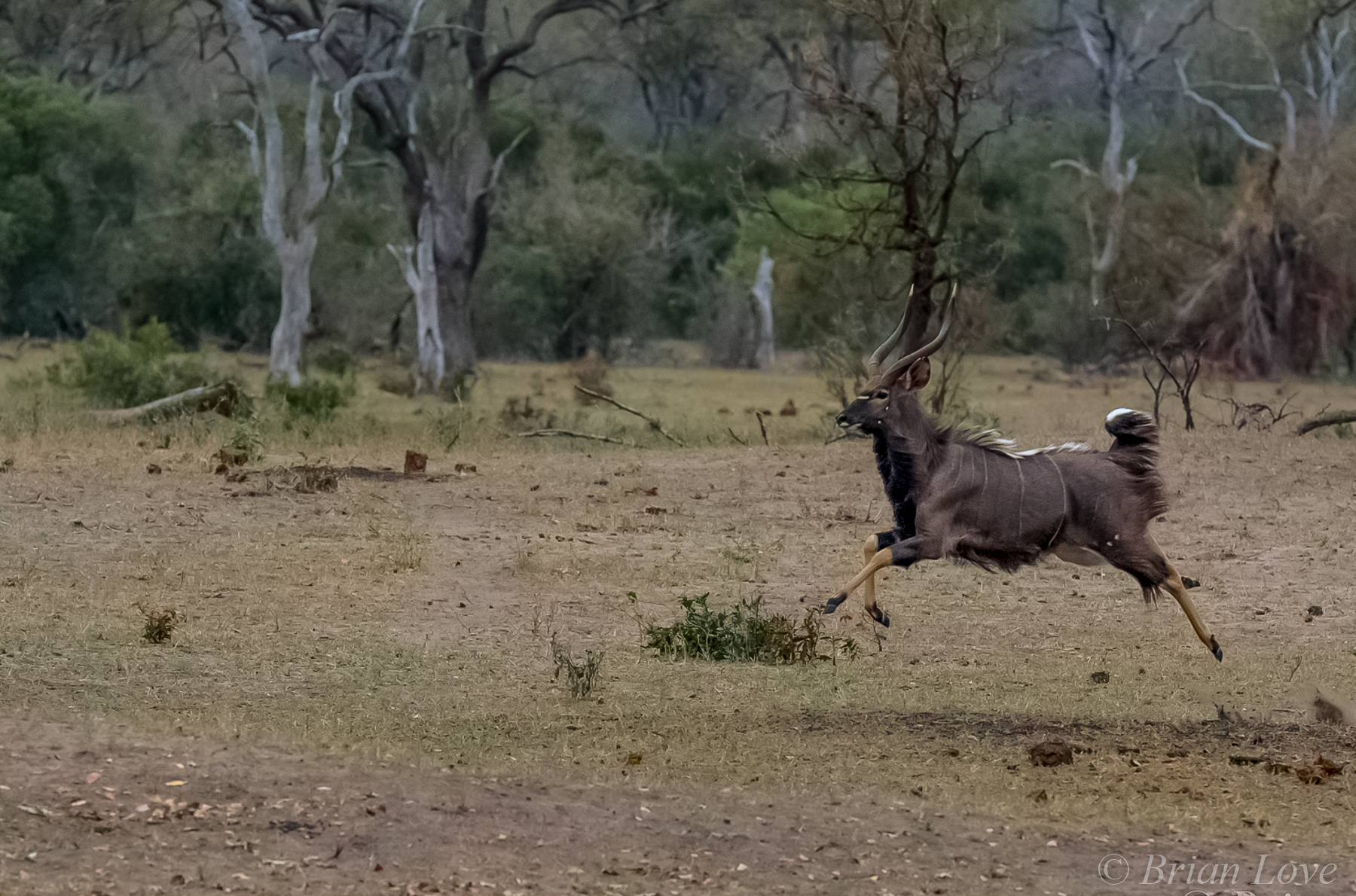 Ruuuun! - The Wild Dogs are Coming!