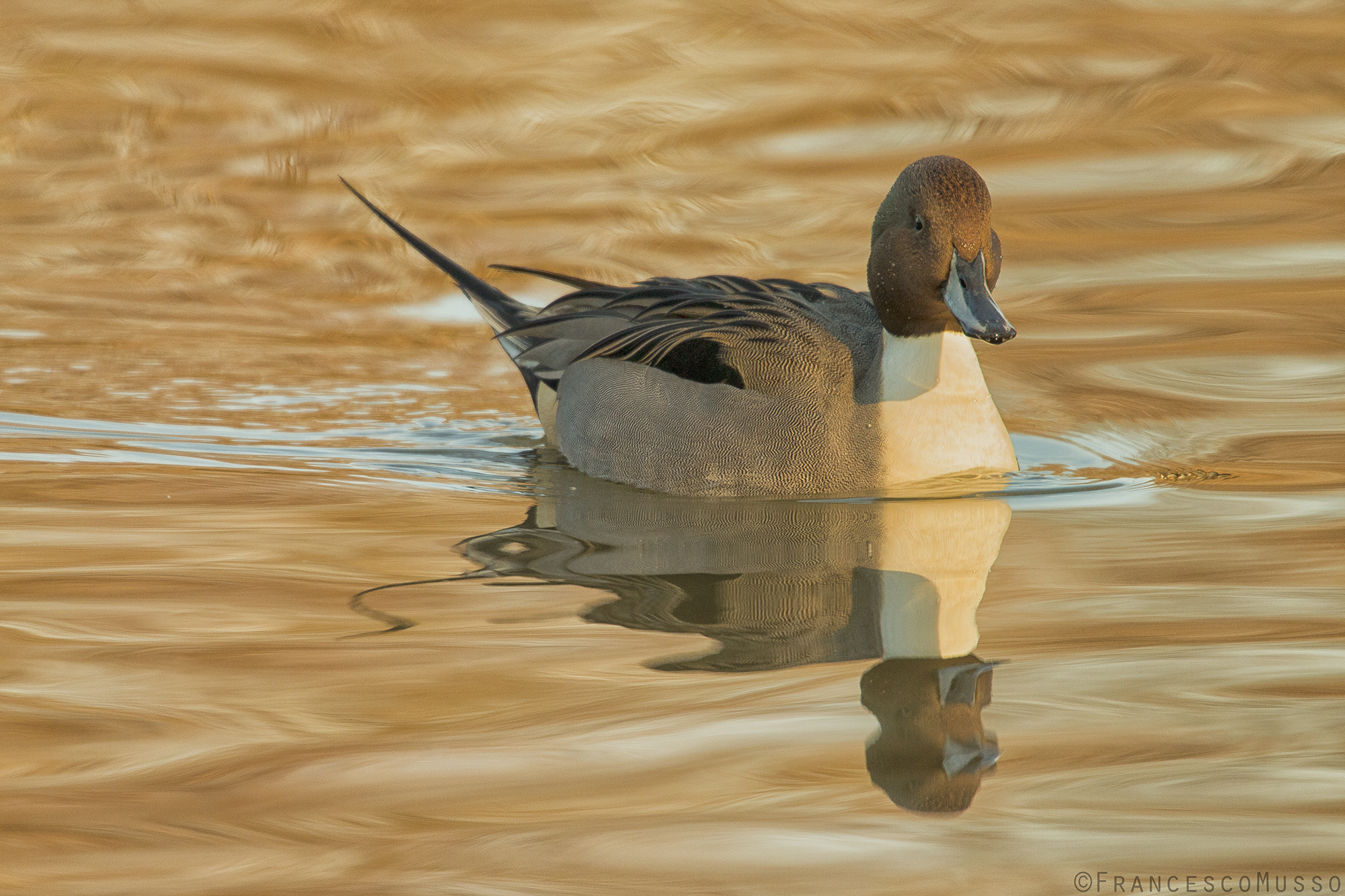 "Sailing in a sea of ??molten gold"