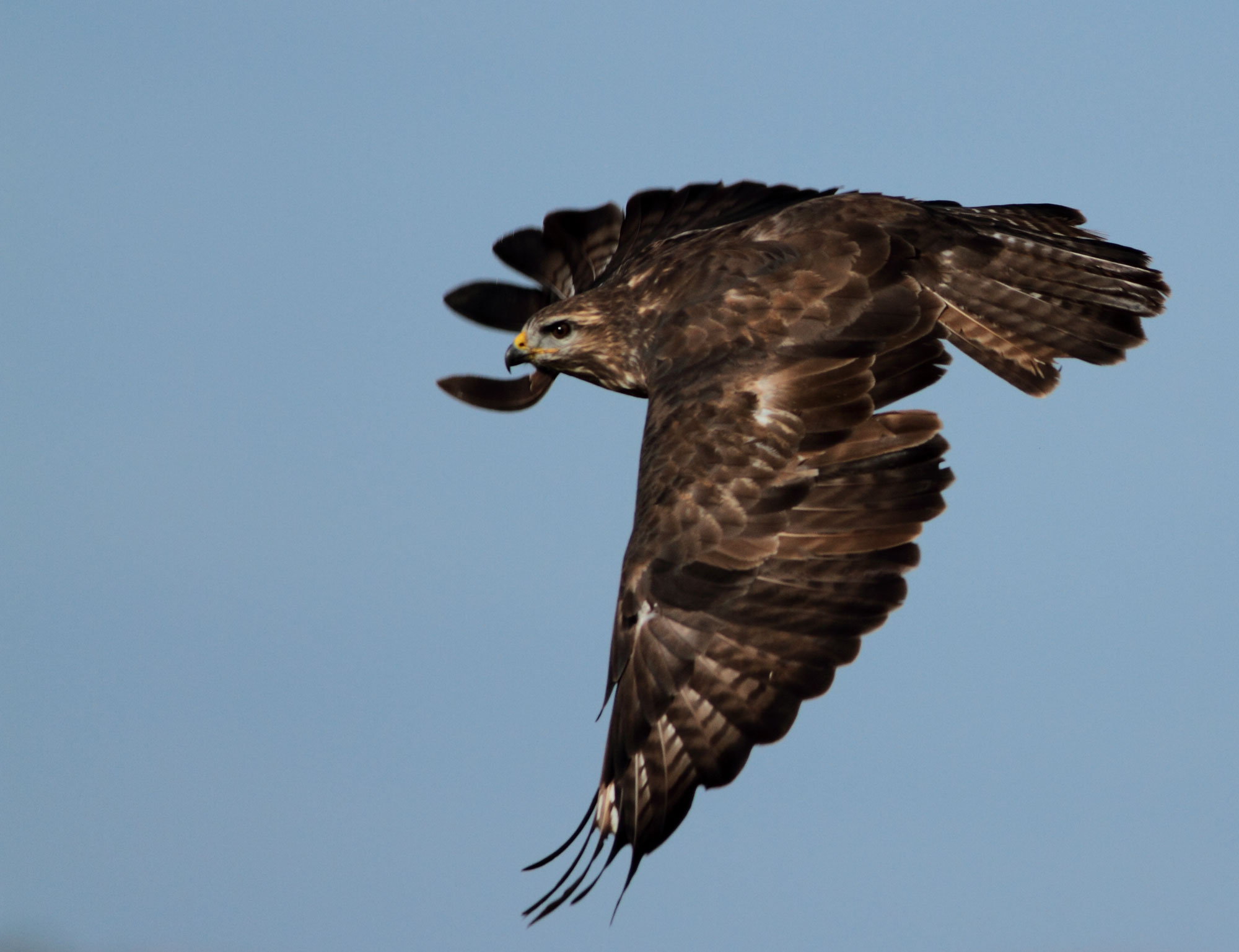 Buteo Buteo