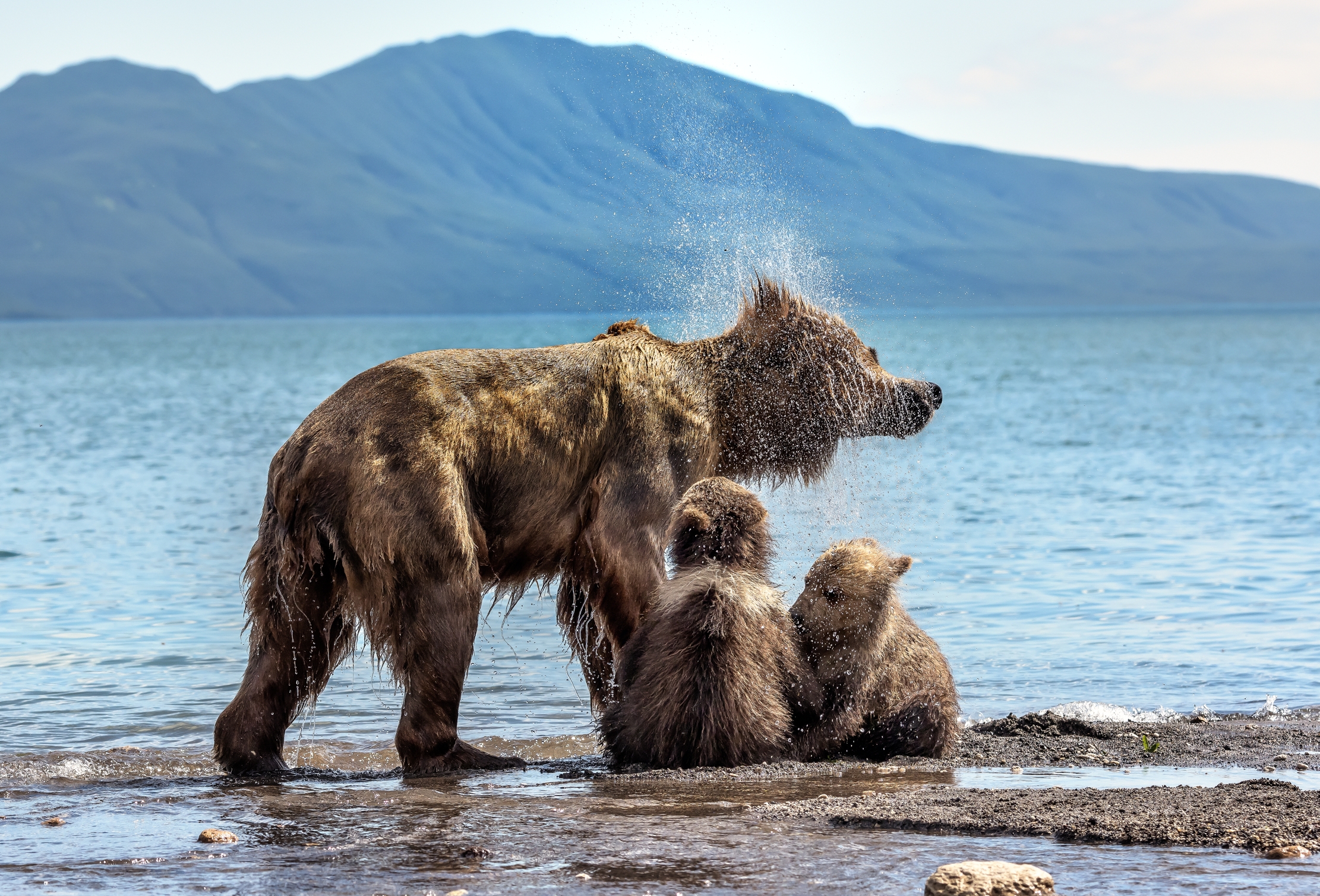 Kamchatka 2016 - Shaking and cubs